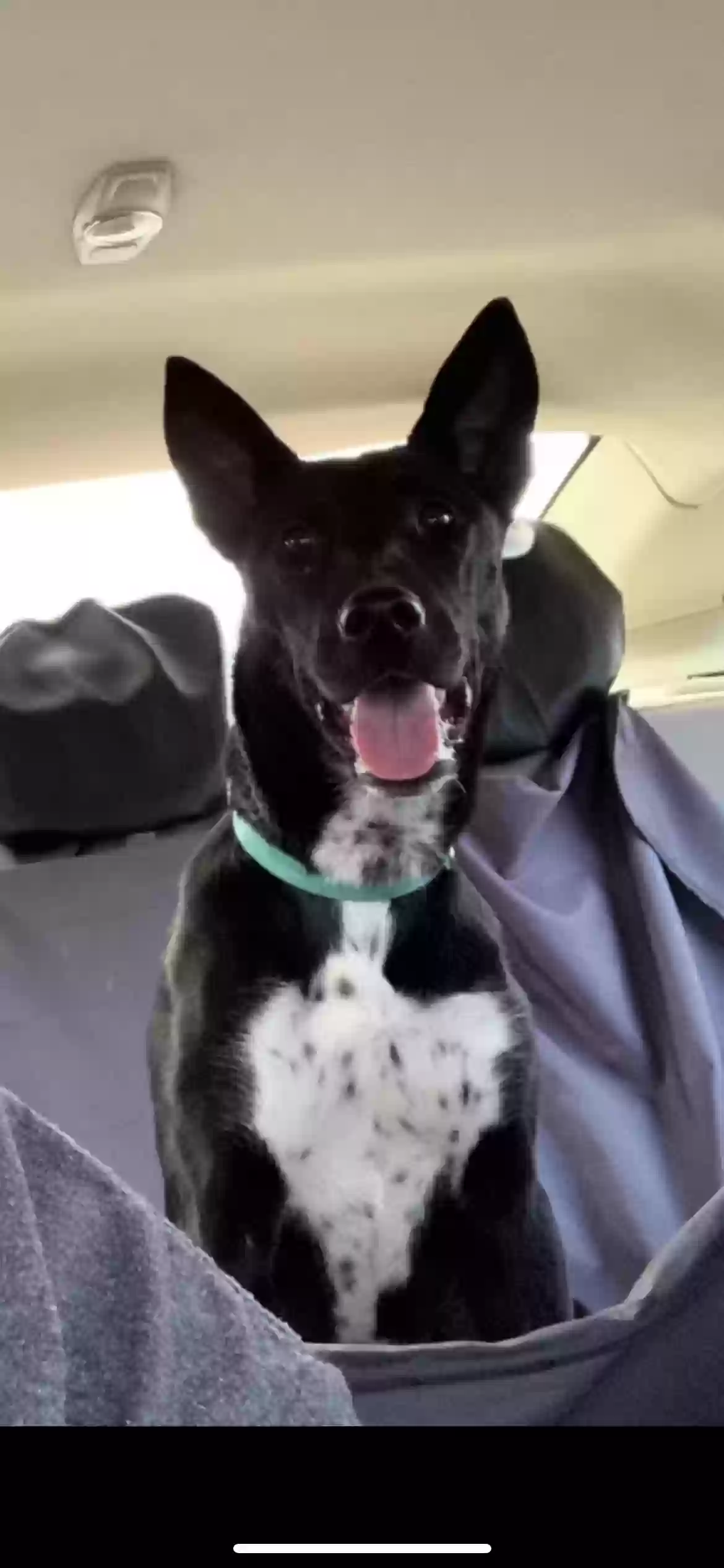 Lost dog in Clarksville, TN, 37040