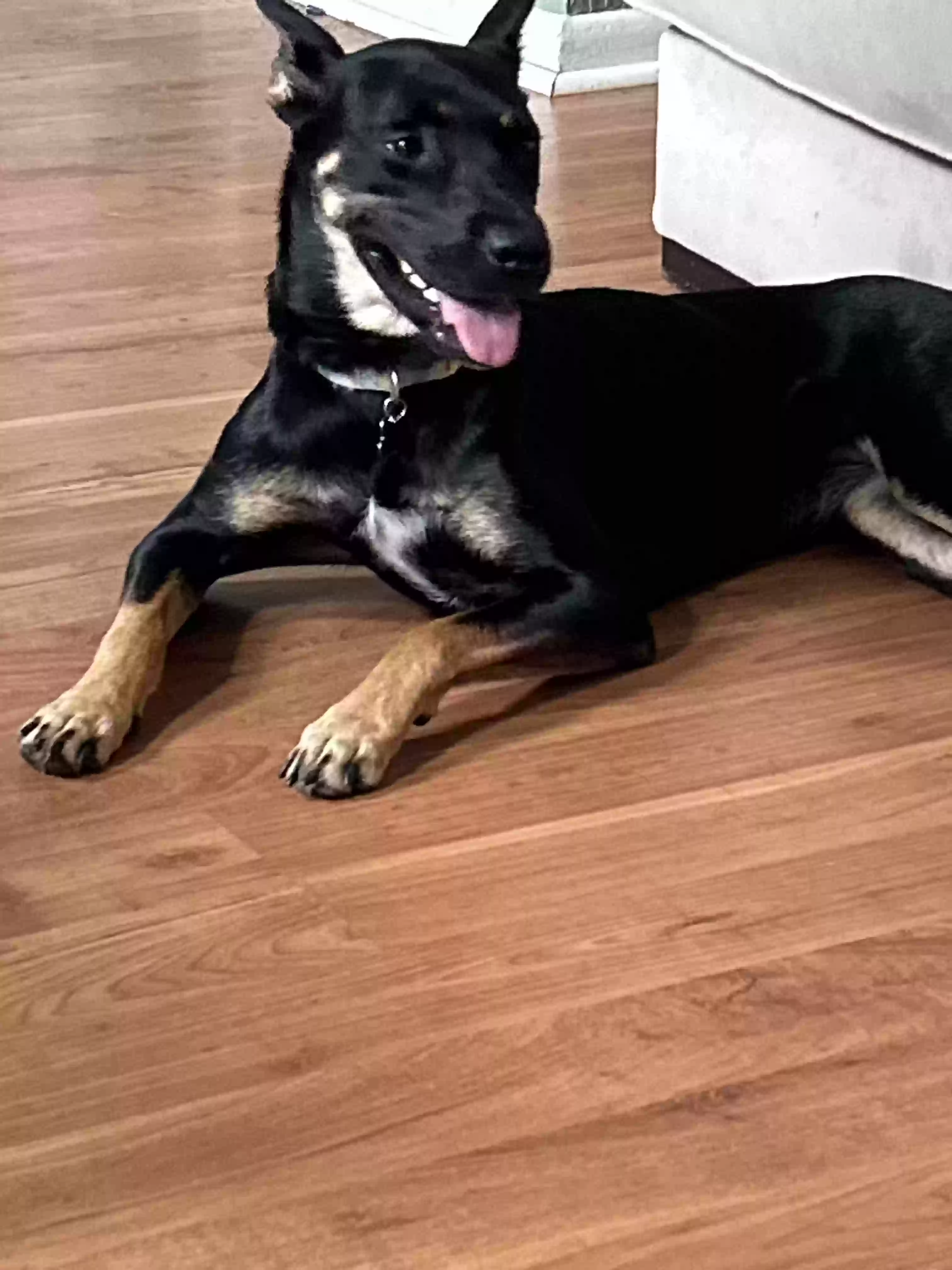 Lost dog in Pearland, TX, 77581