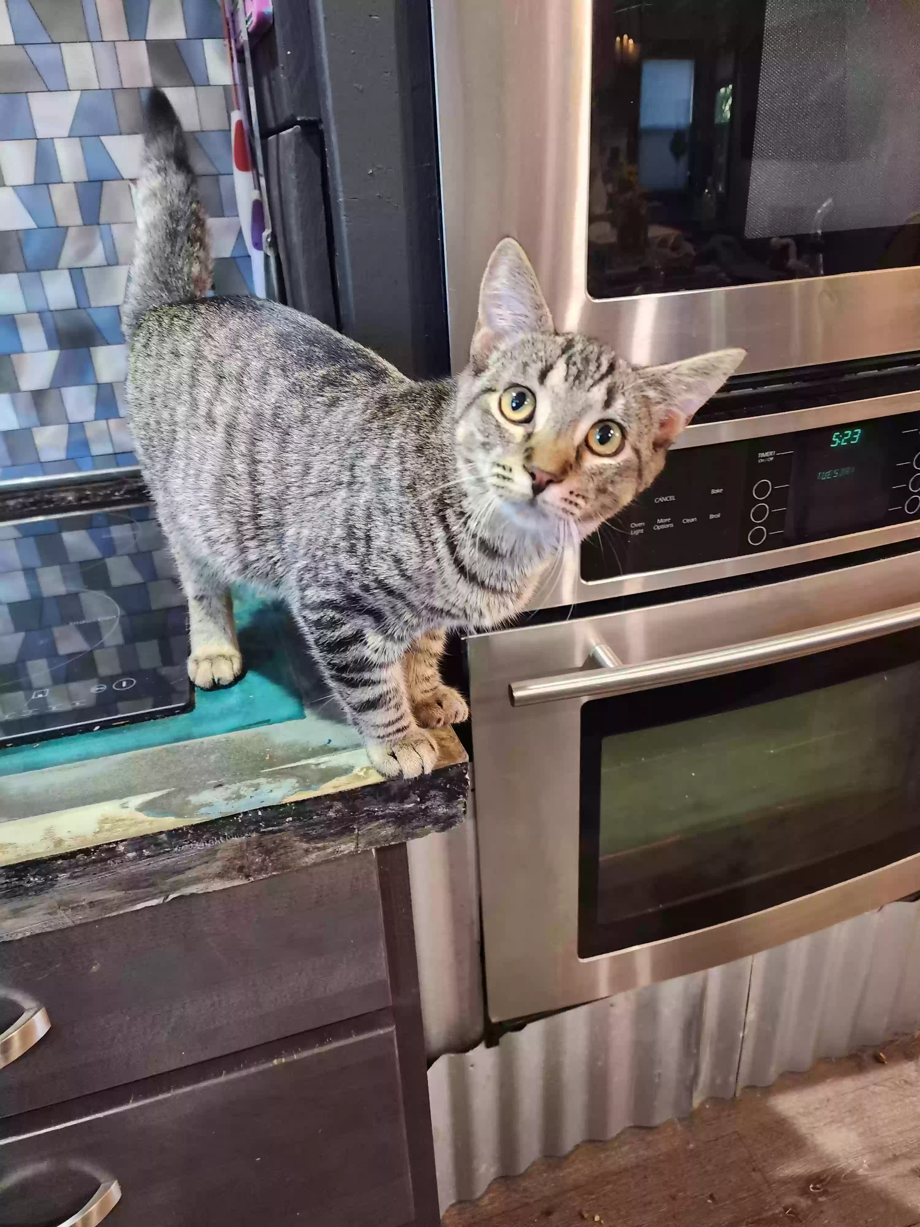 Lost cat in Grand Rapids, MI, 49503