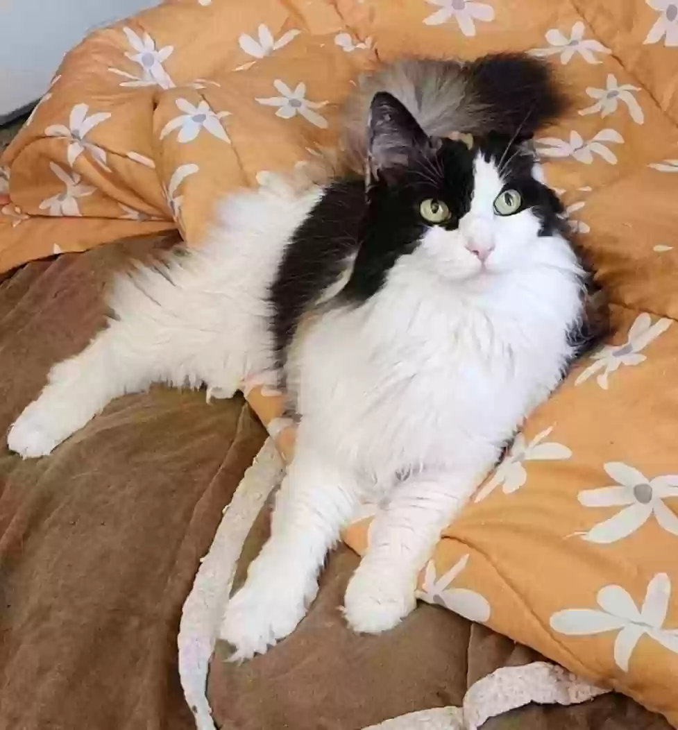 Lost cat in Spokane, WA, 99206
