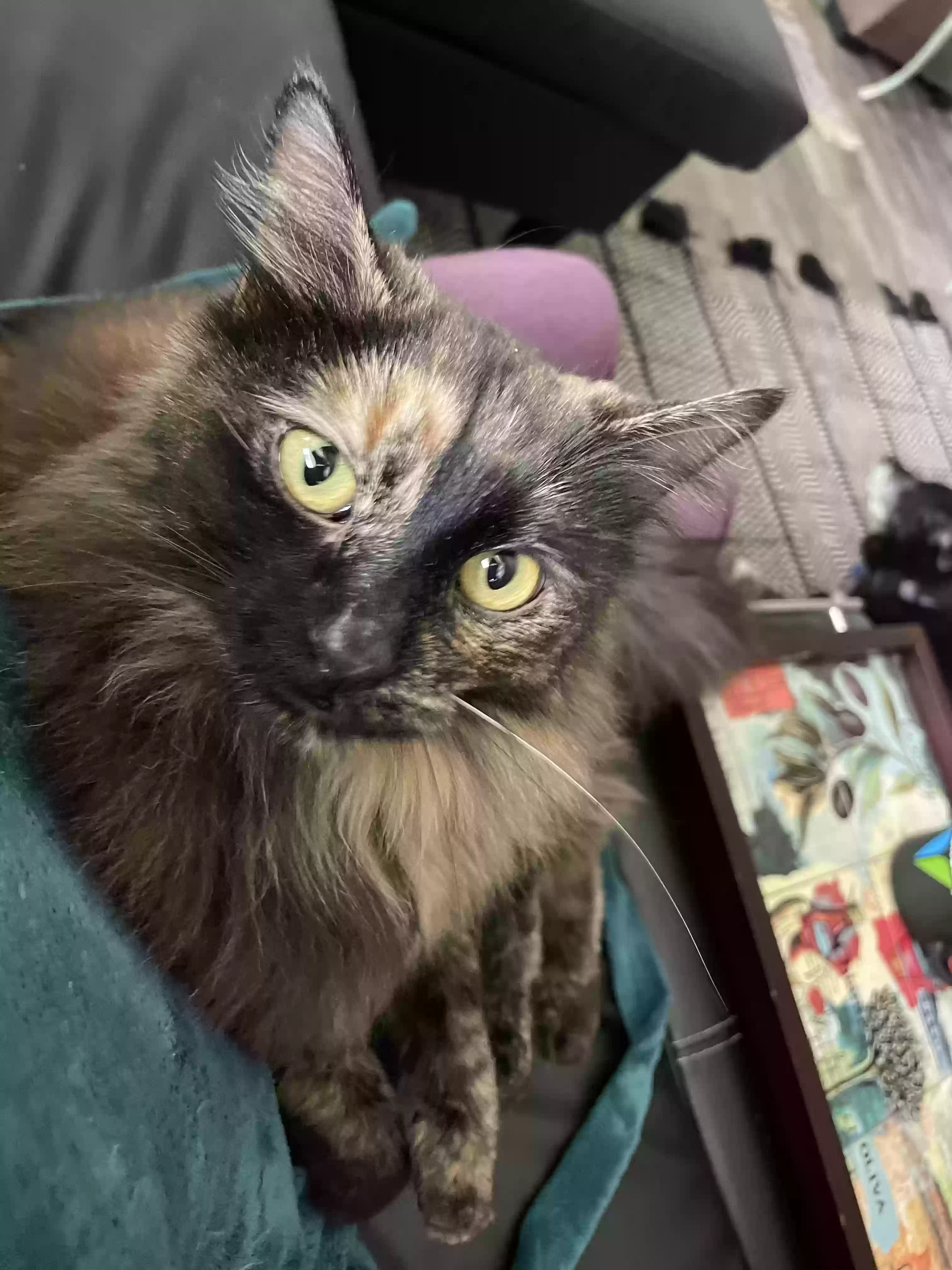Lost cat in Salt Lake City, UT, 84117