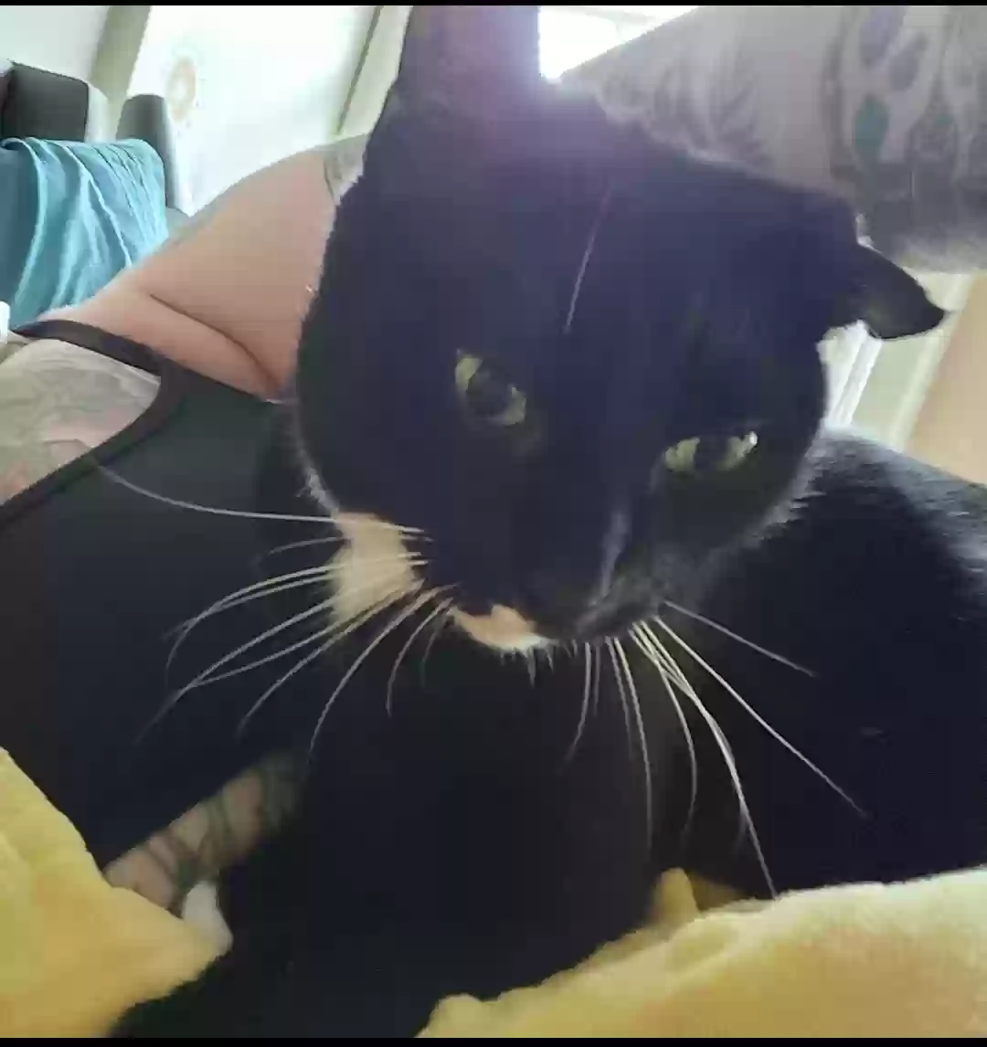 Lost cat in Richmond, VA, 23220