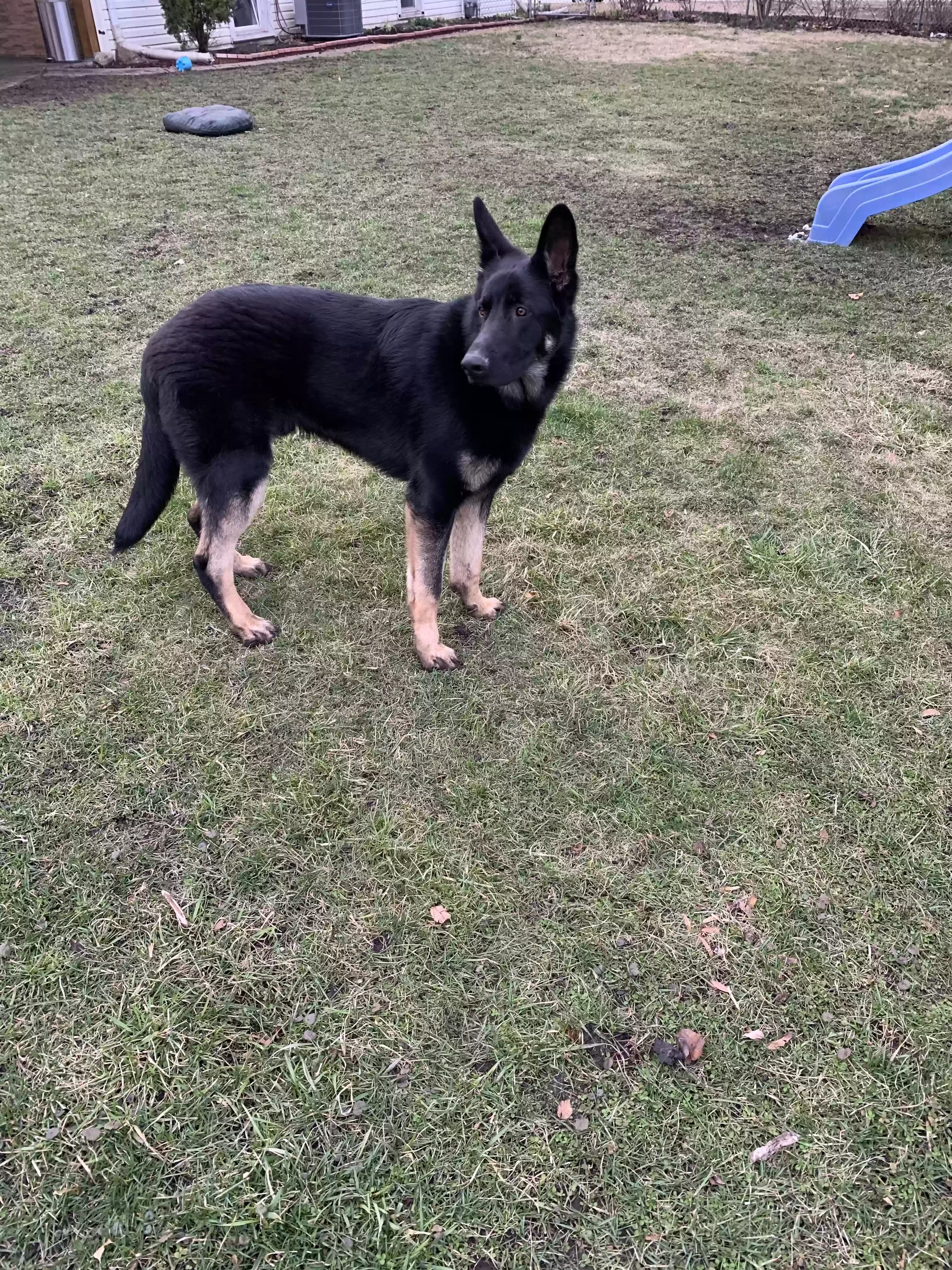 Lost dog in Des Plaines, IL, 60016