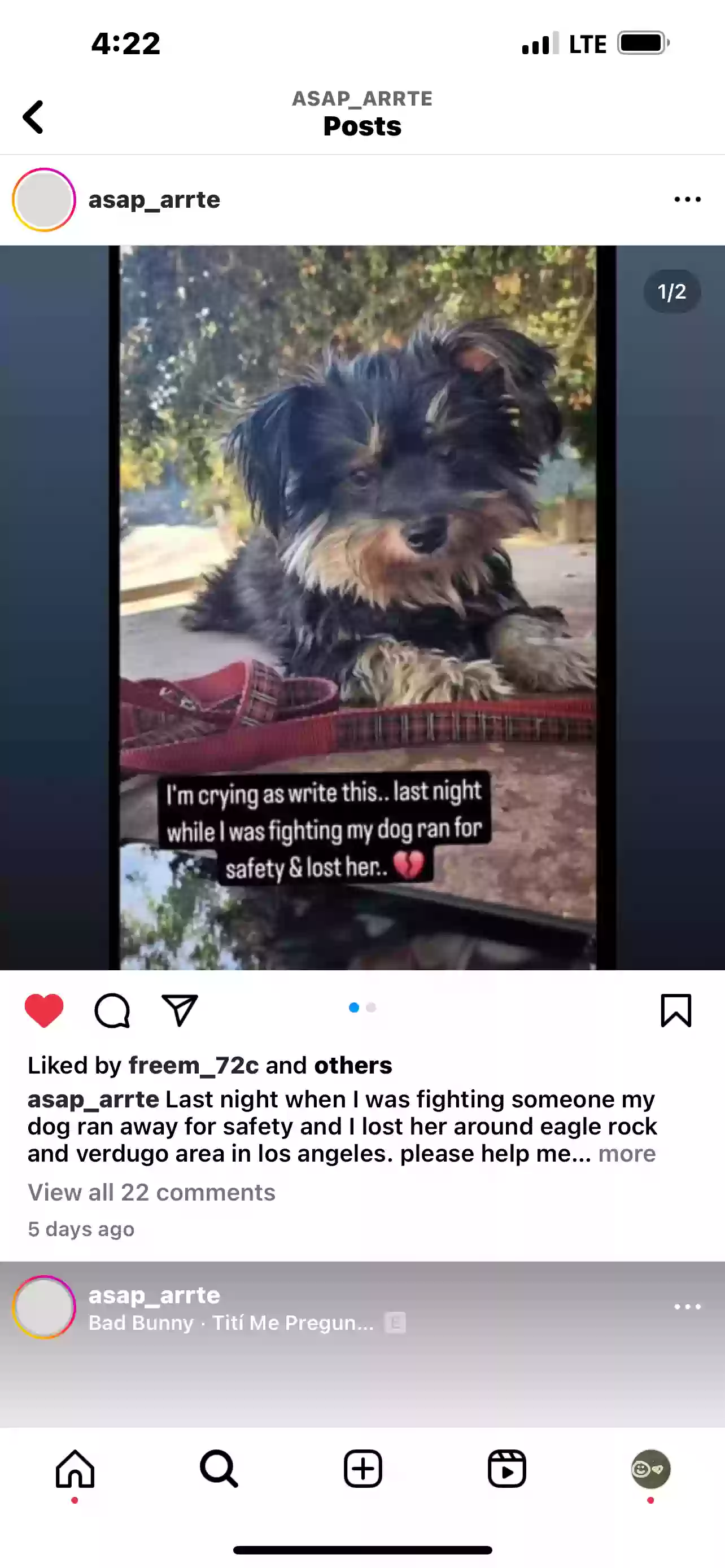 Lost dog in Los Angeles, CA, 90041