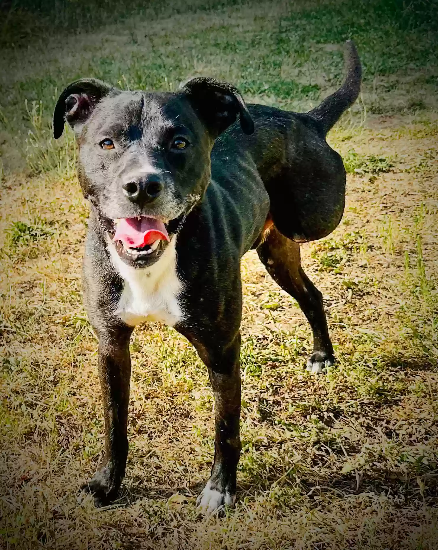 Lost dog in Rathdrum, ID, 83858