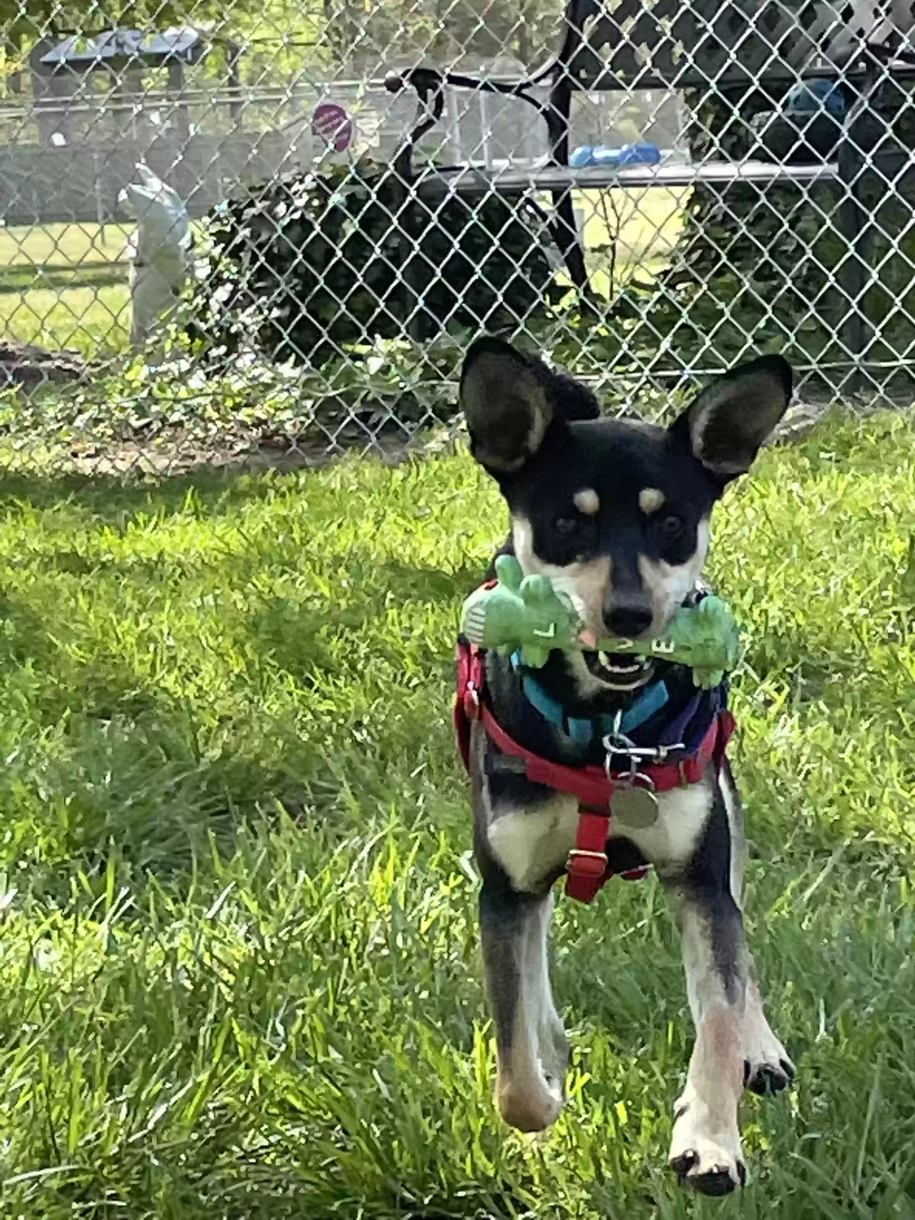 Lost dog in Clearwater, FL, 33755
