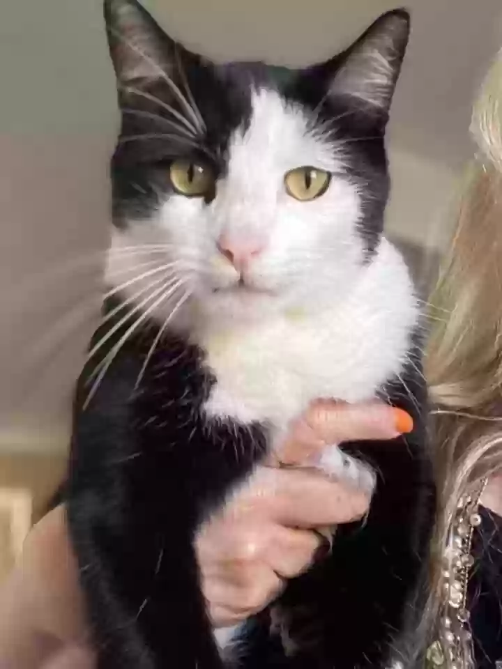 Lost cat in Oakley, CA, 94561