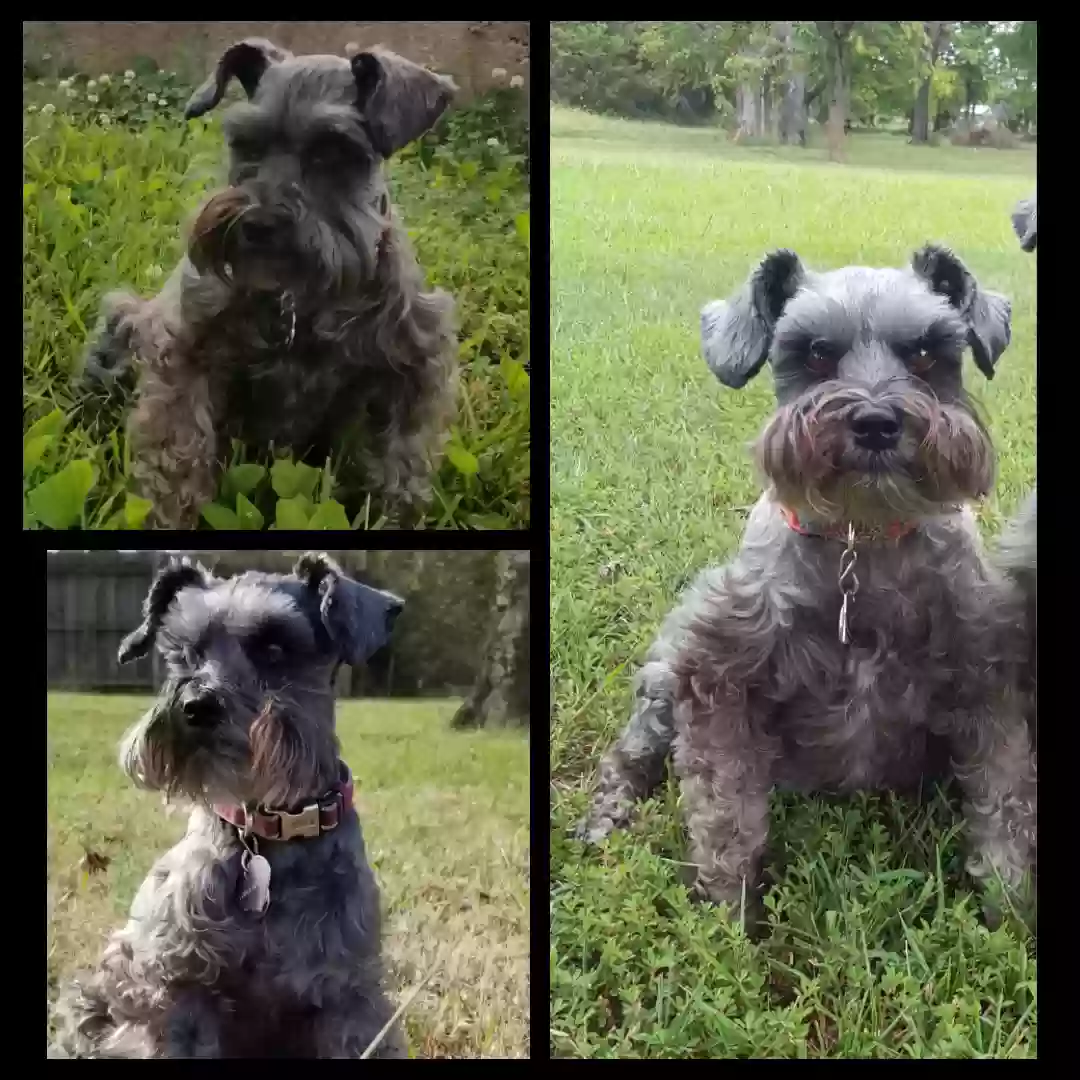 Lost dog in Murfreesboro, TN, 37127