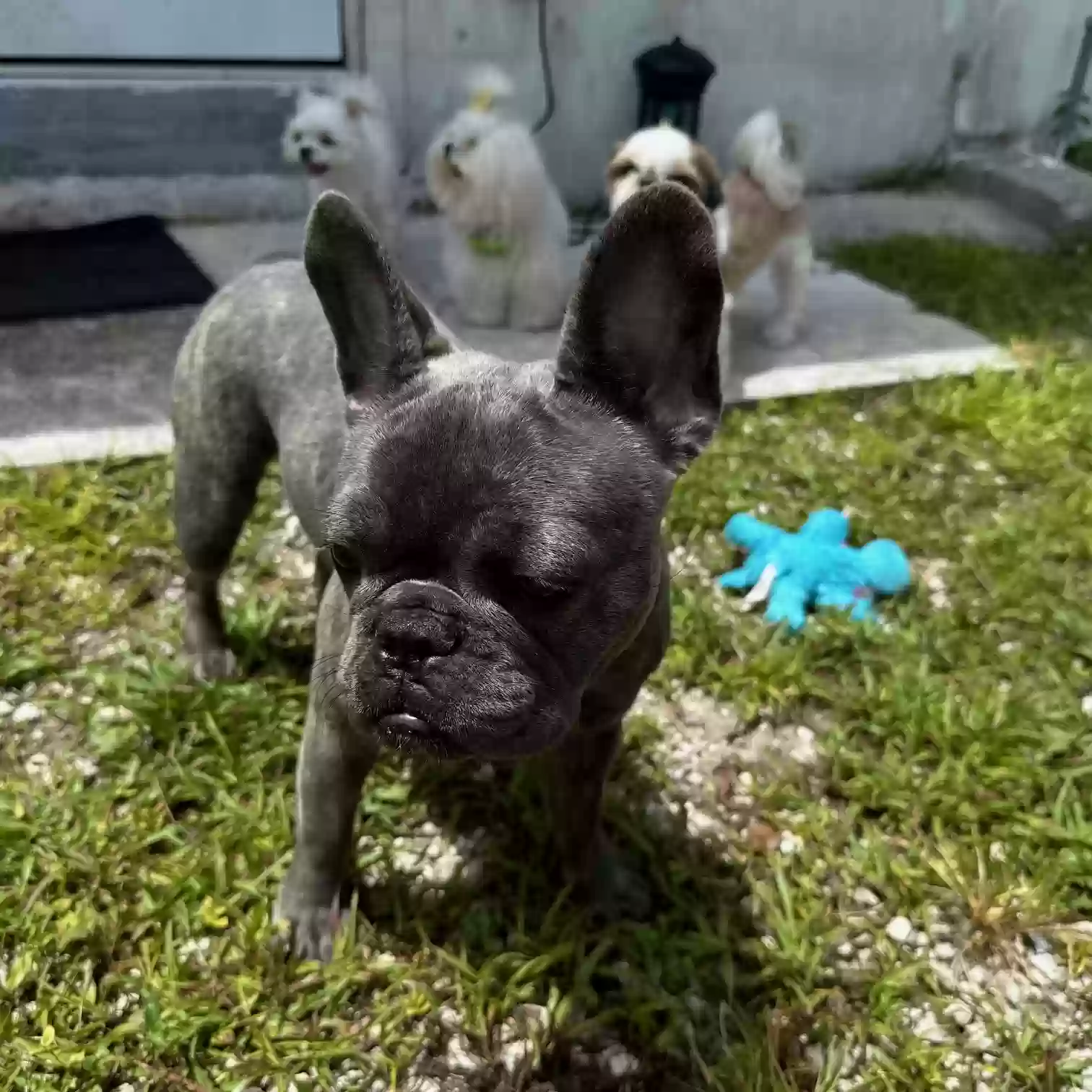 Lost dog in Miami, FL, 33157
