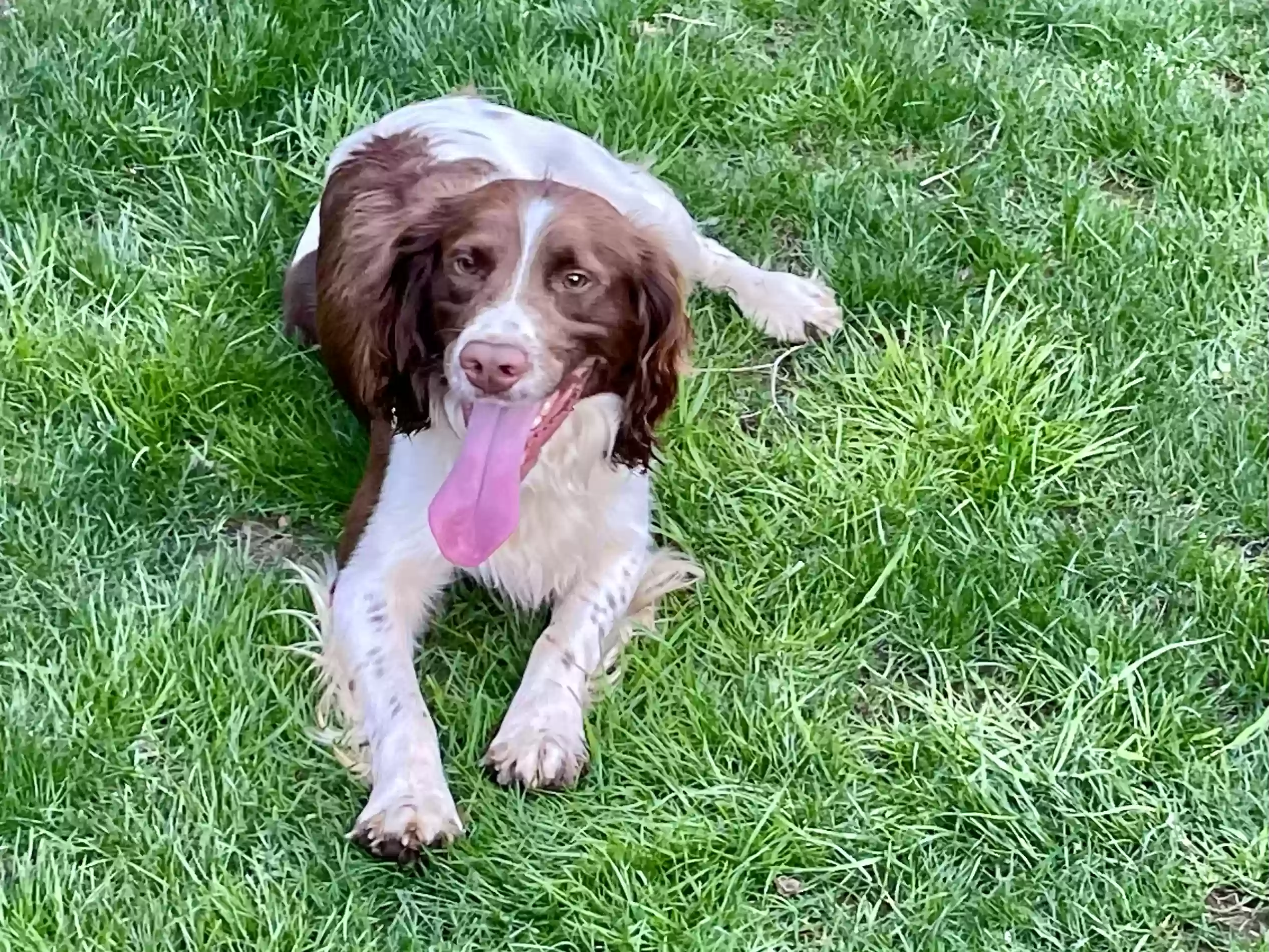 Lost dog in Battle Ground, WA, 98604