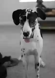 Lost dog in Visalia, CA, 93291