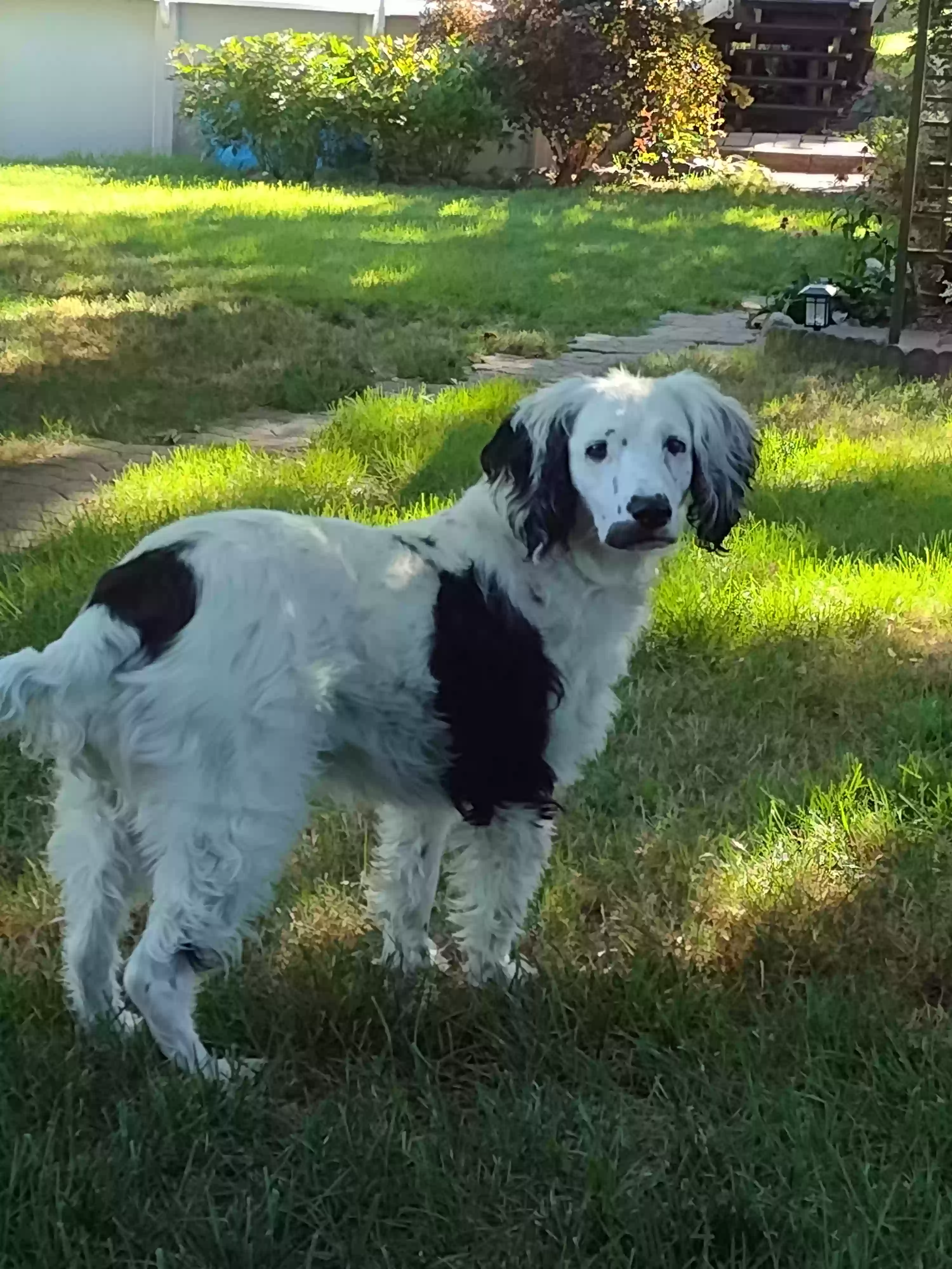 Lost dog in Crest Hill, IL, 60403