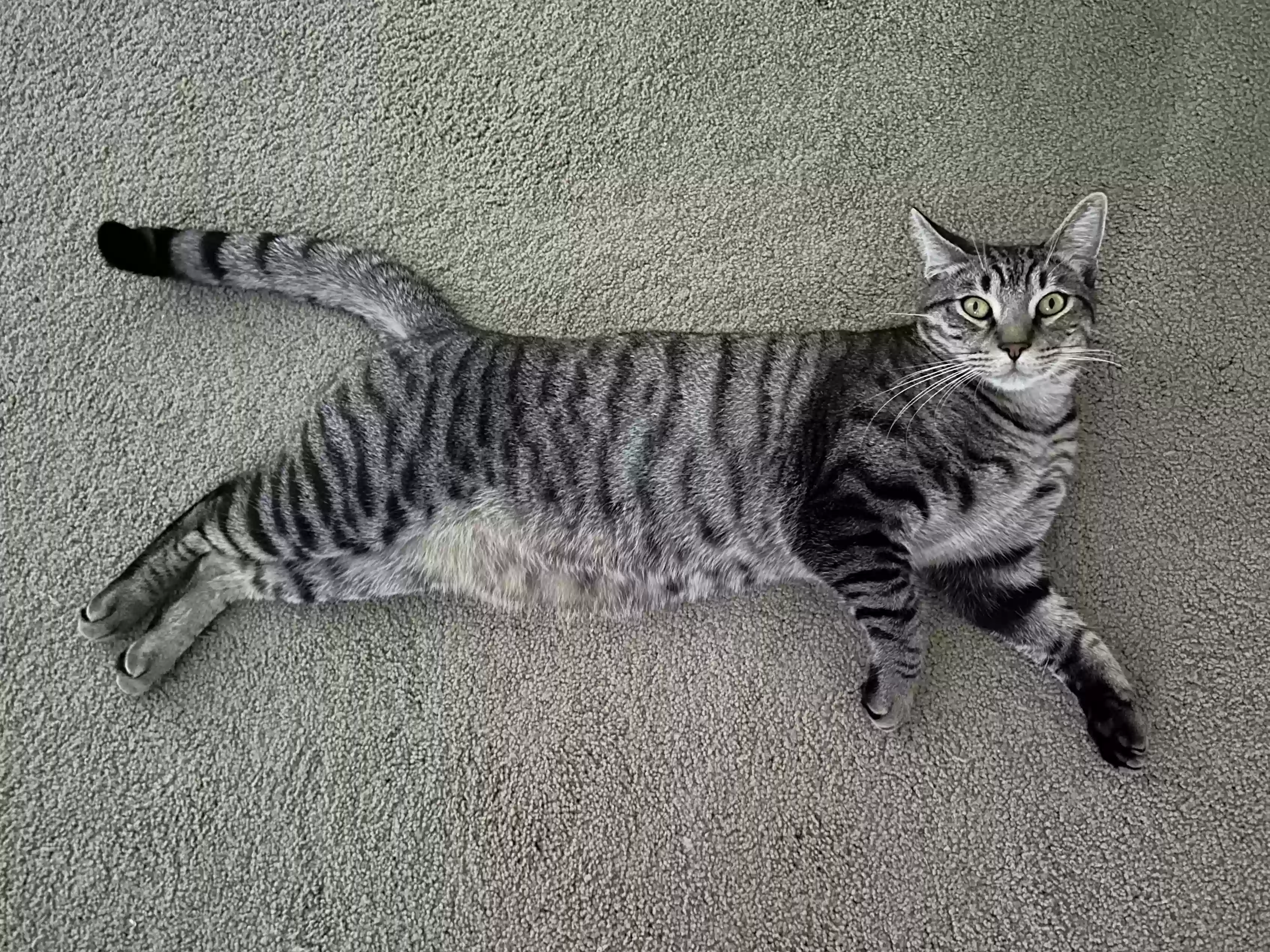 Lost cat in Novato, CA, 94947