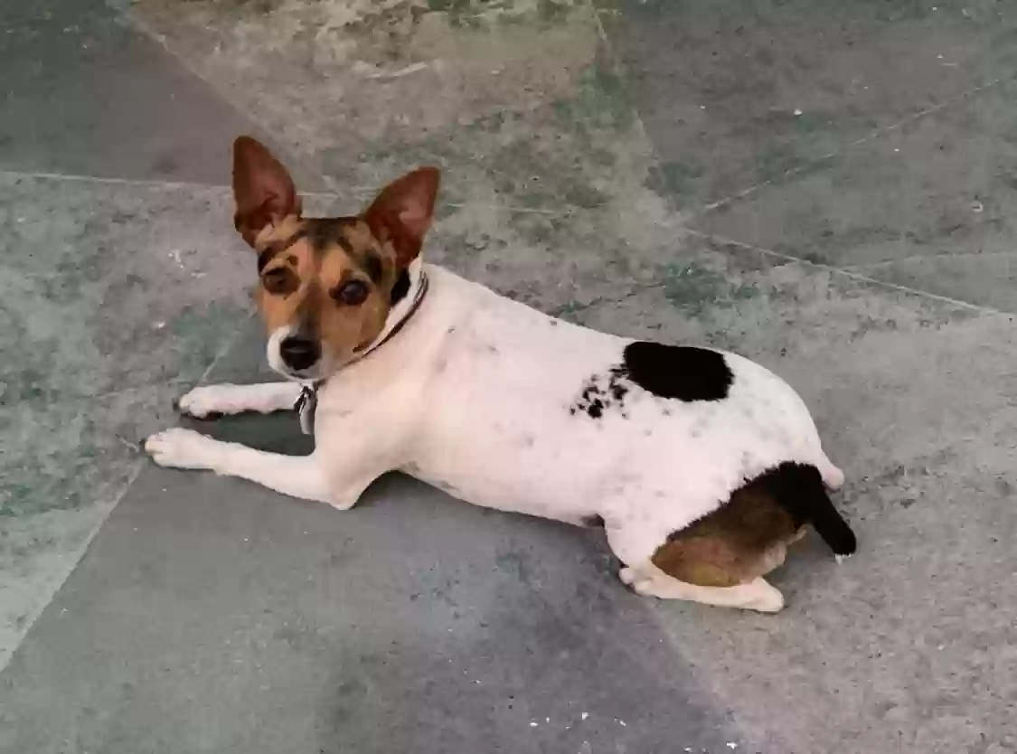 Lost dog in Miami, FL, 33180