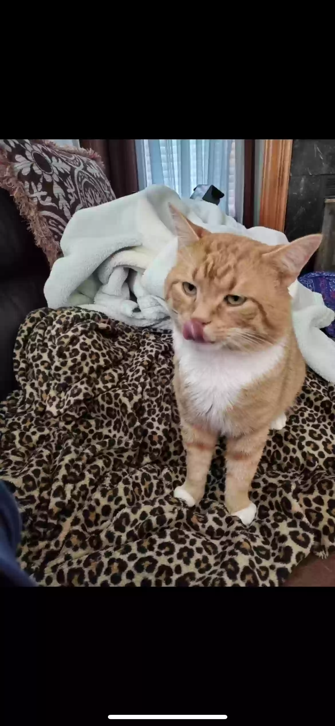 Lost cat in Pickerington, OH, 43147