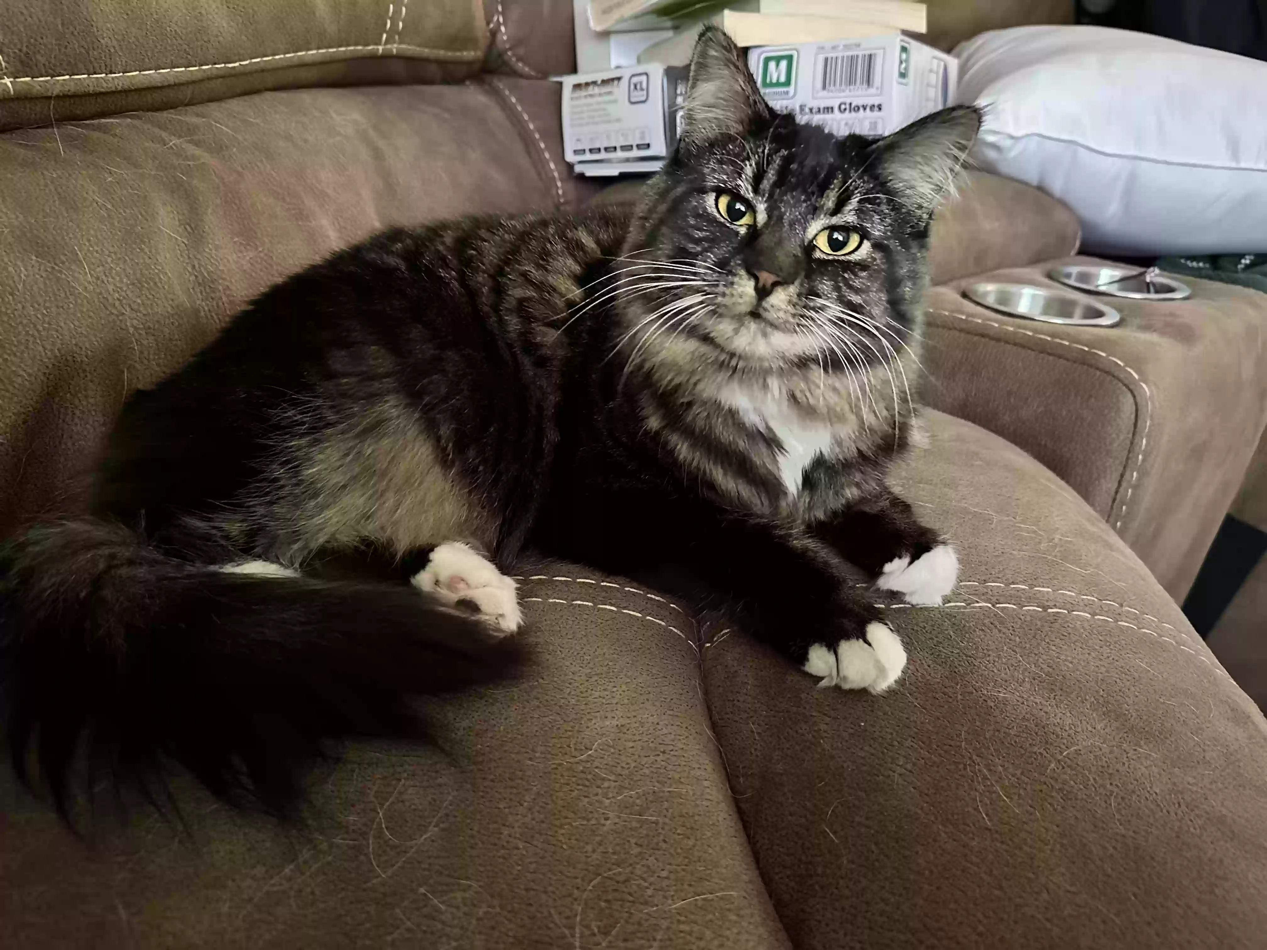 Lost cat in Salem, OR, 97301