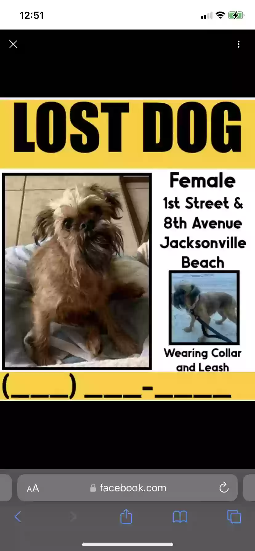 Lost dog in Jacksonville Beach, FL, 32250
