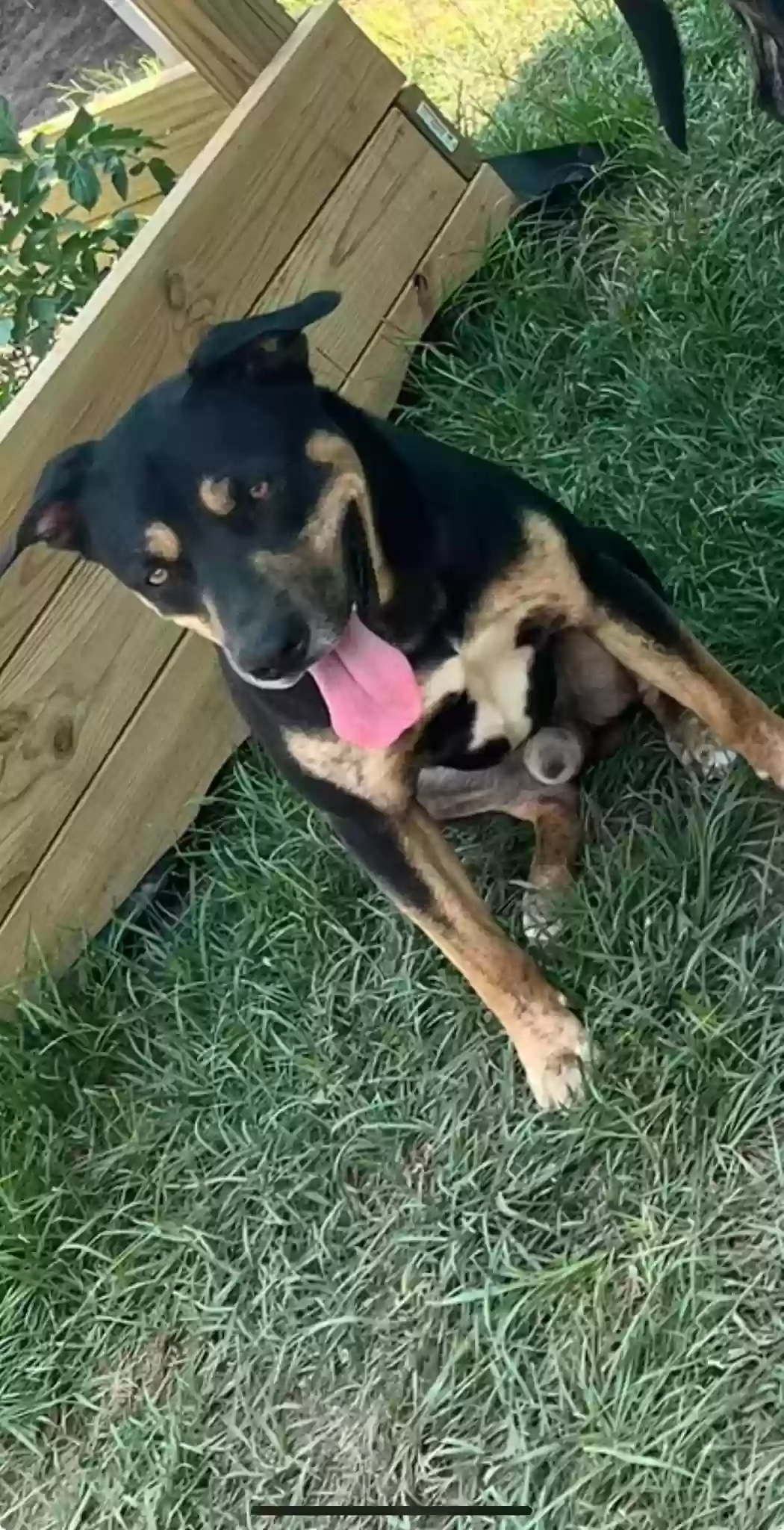 Lost dog in Fayetteville, NC, 28304