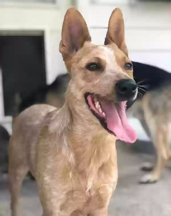 Lost dog in San Antonio, TX, 78259
