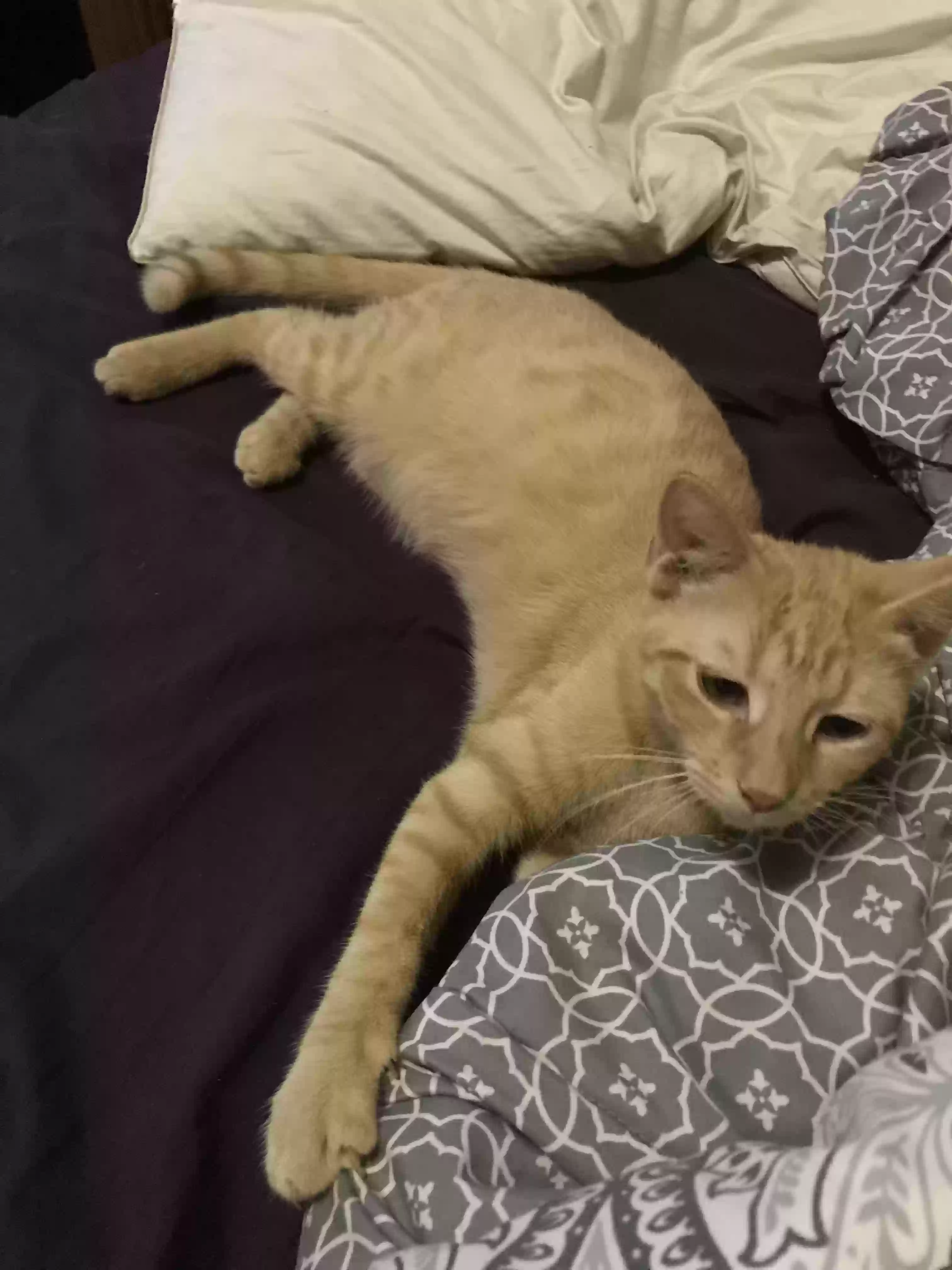 Lost cat in Alvin, TX, 77511