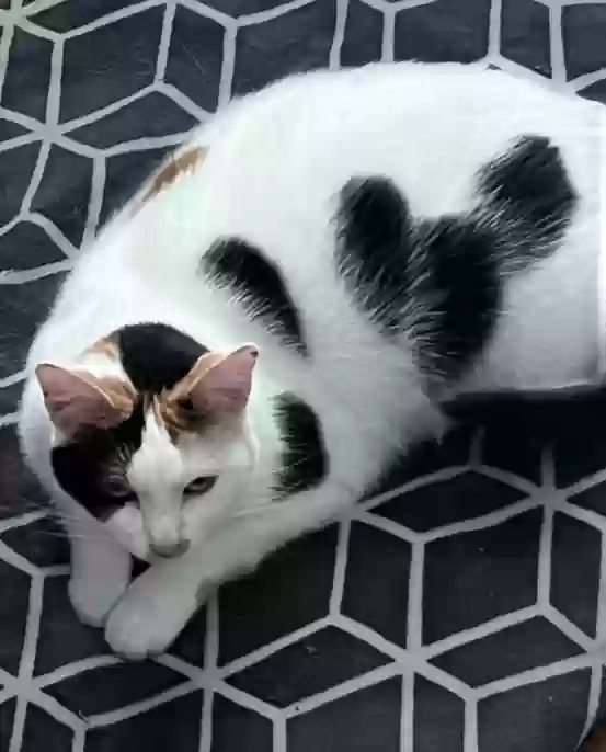 Lost cat in Lees Summit, MO, 64063