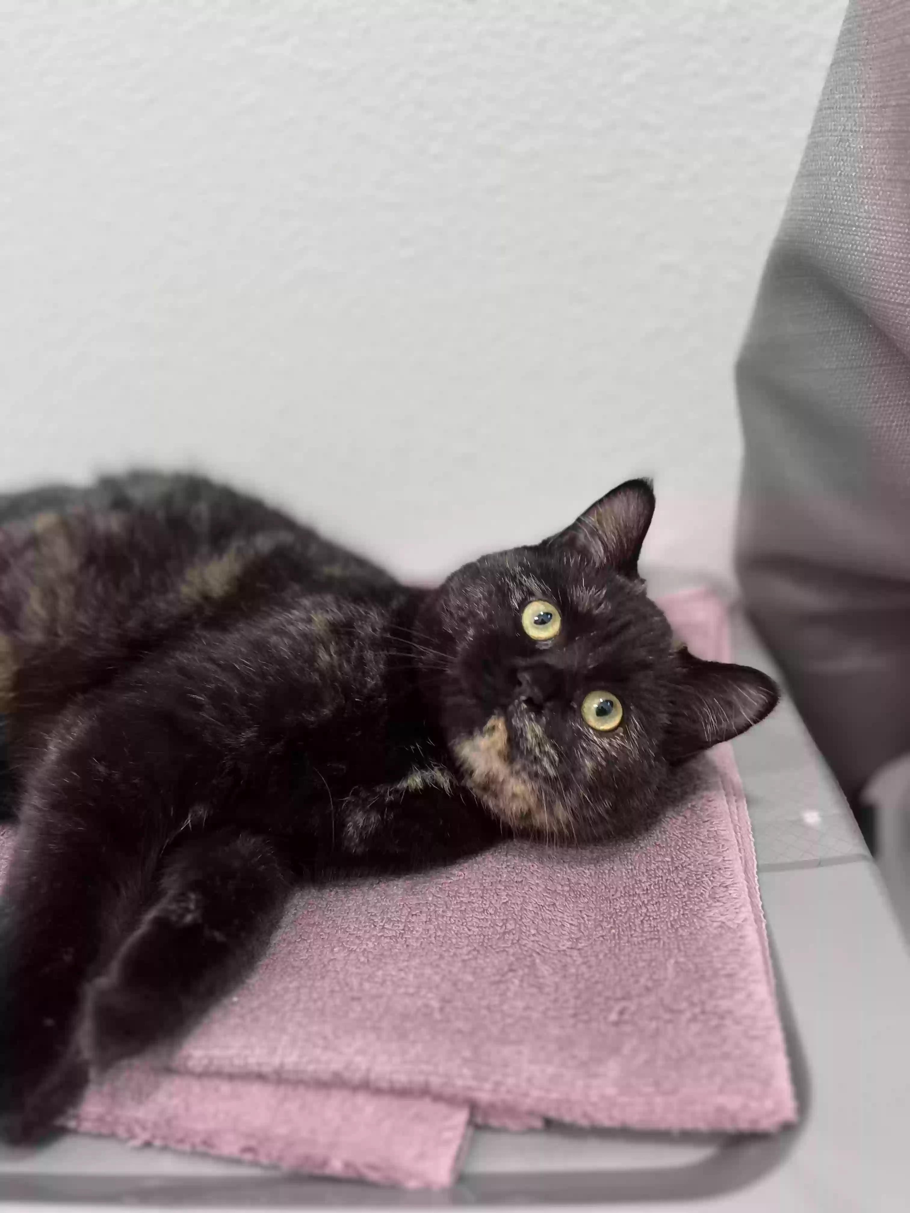 Lost cat in Castle Rock, WA, 98611