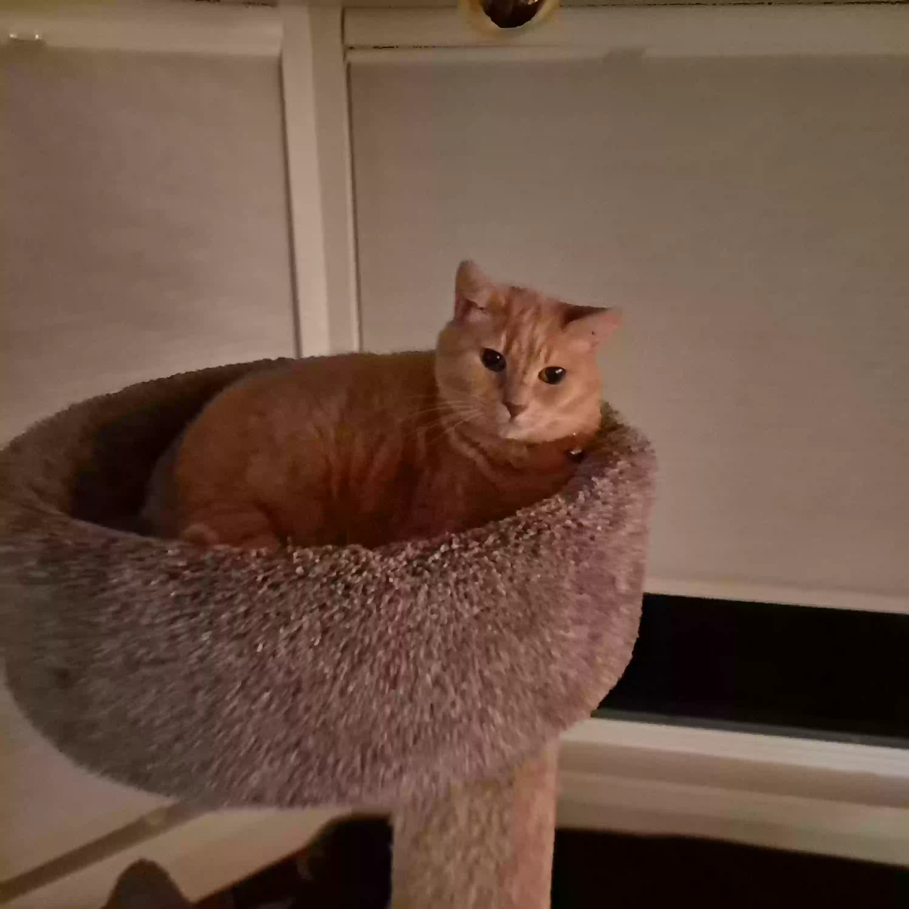 Lost cat in Kirkland, WA, 98033