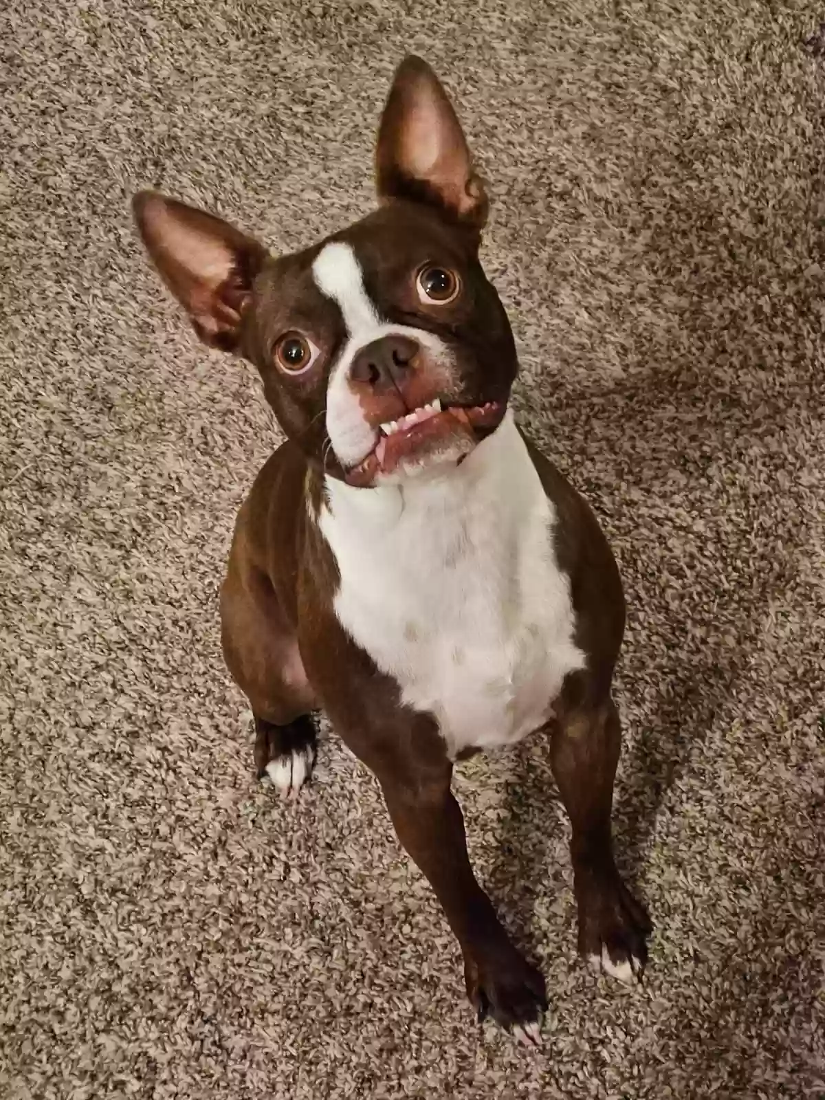 Lost dog in Hays, KS, 67601