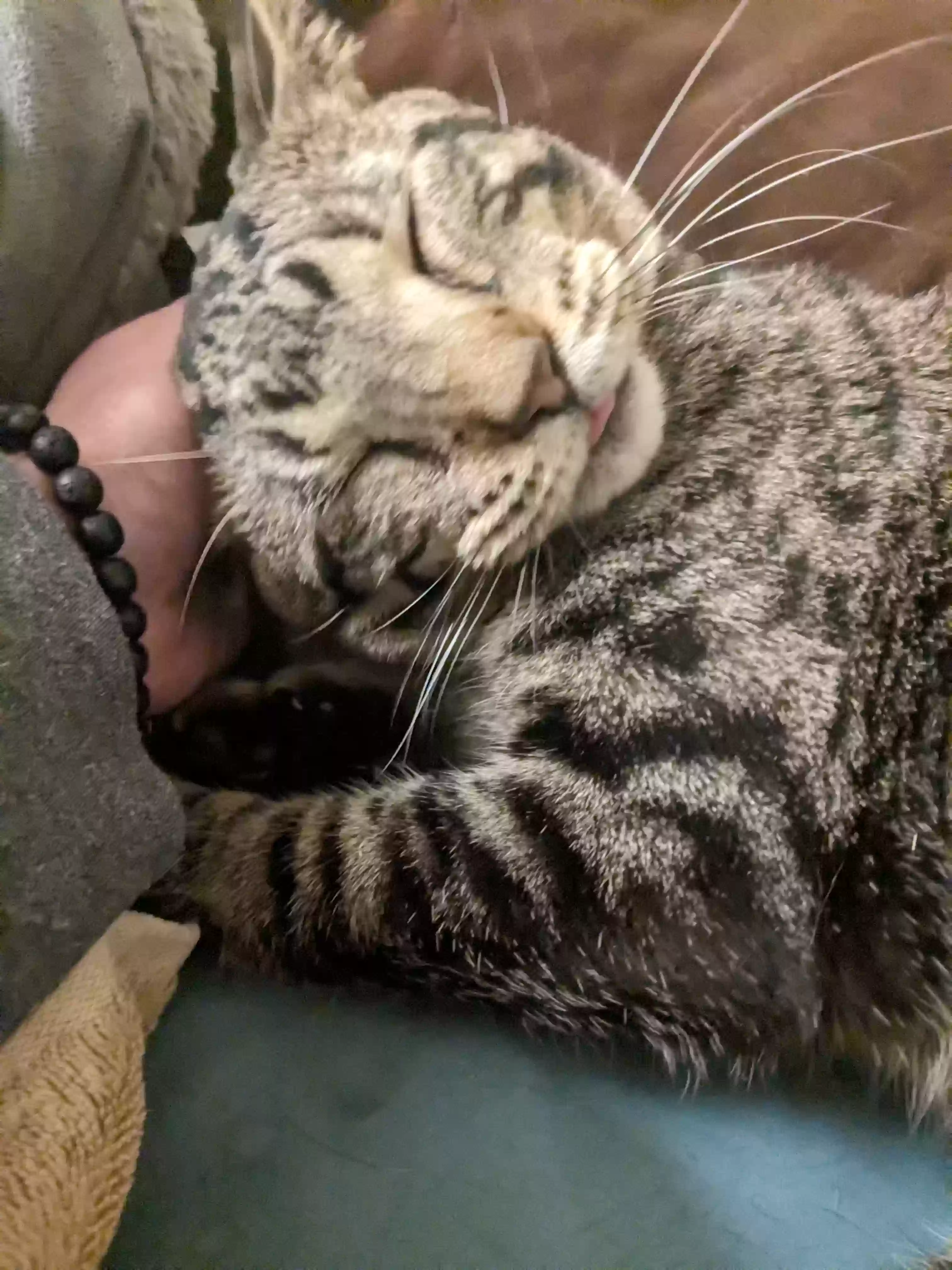 Lost cat in Aurora, CO, 80010