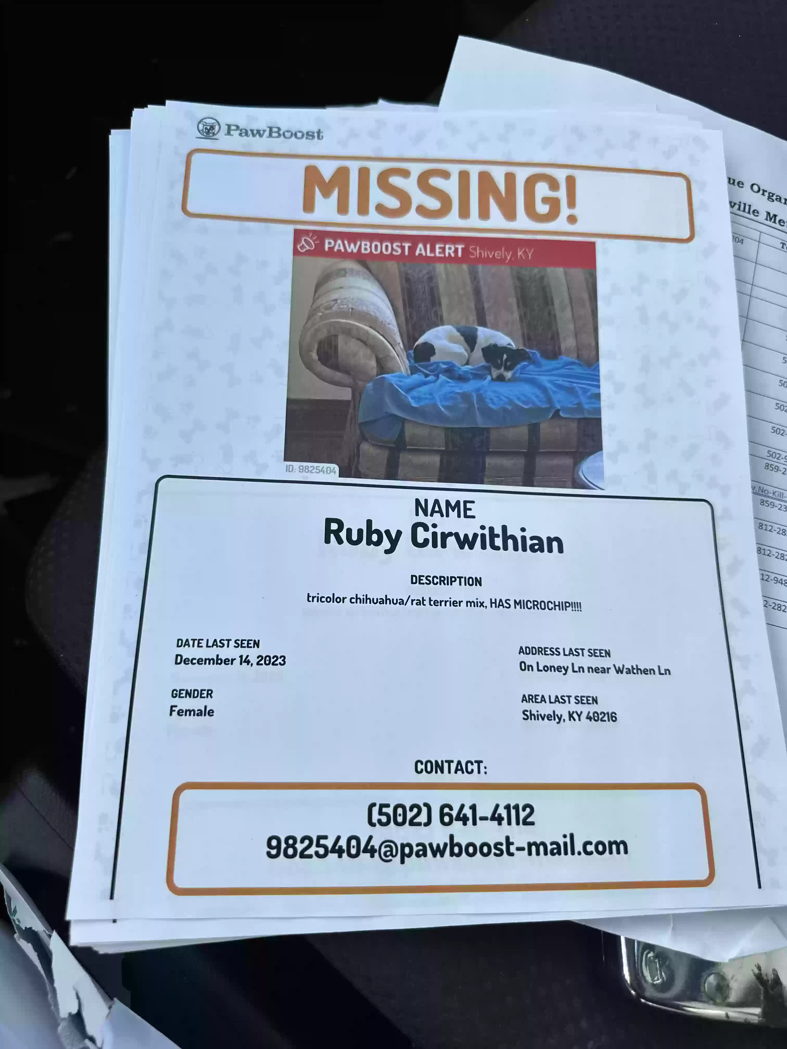 Lost dog in Louisville, KY, 40216