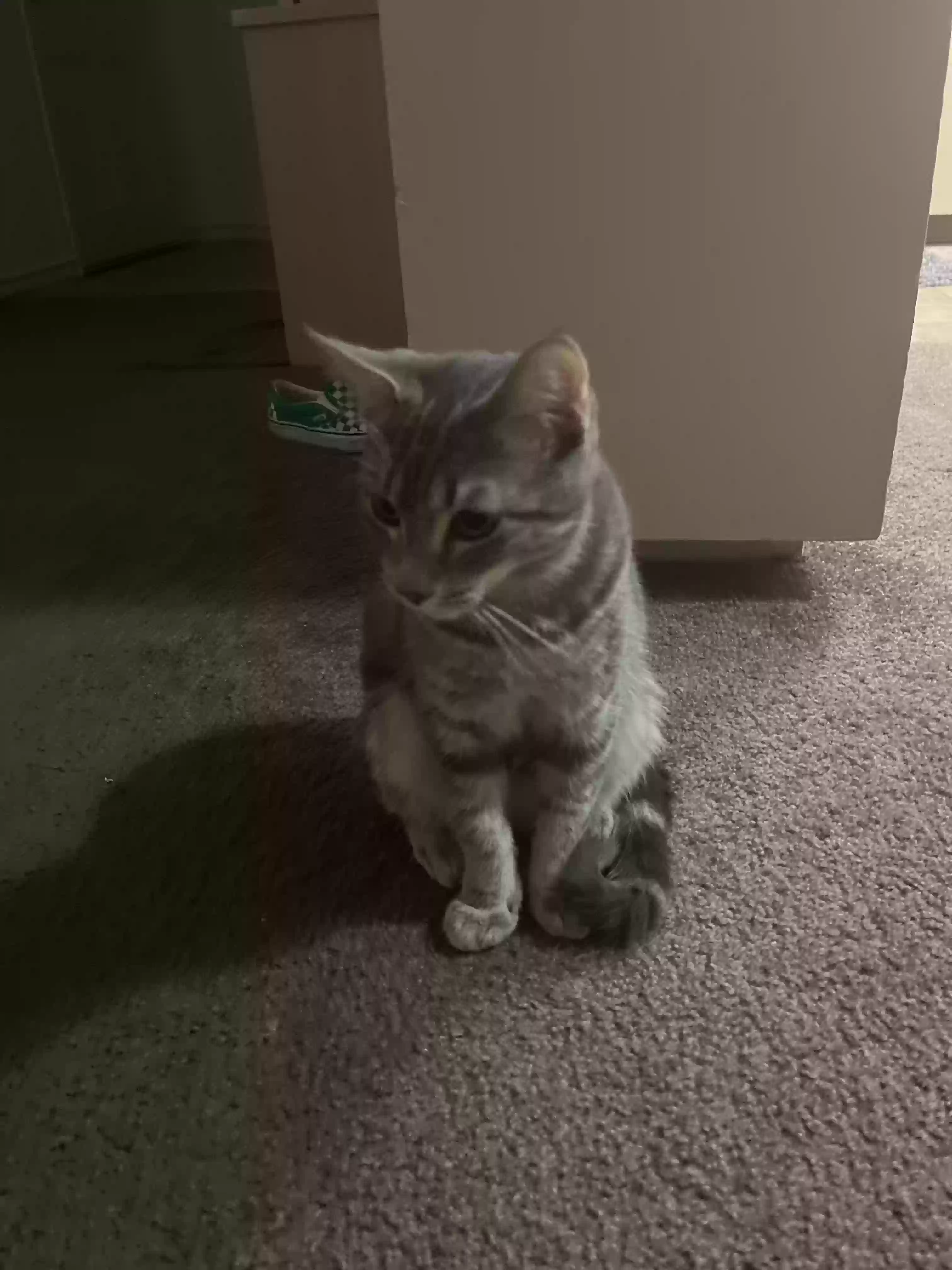 Lost cat in Oakley, CA, 94561