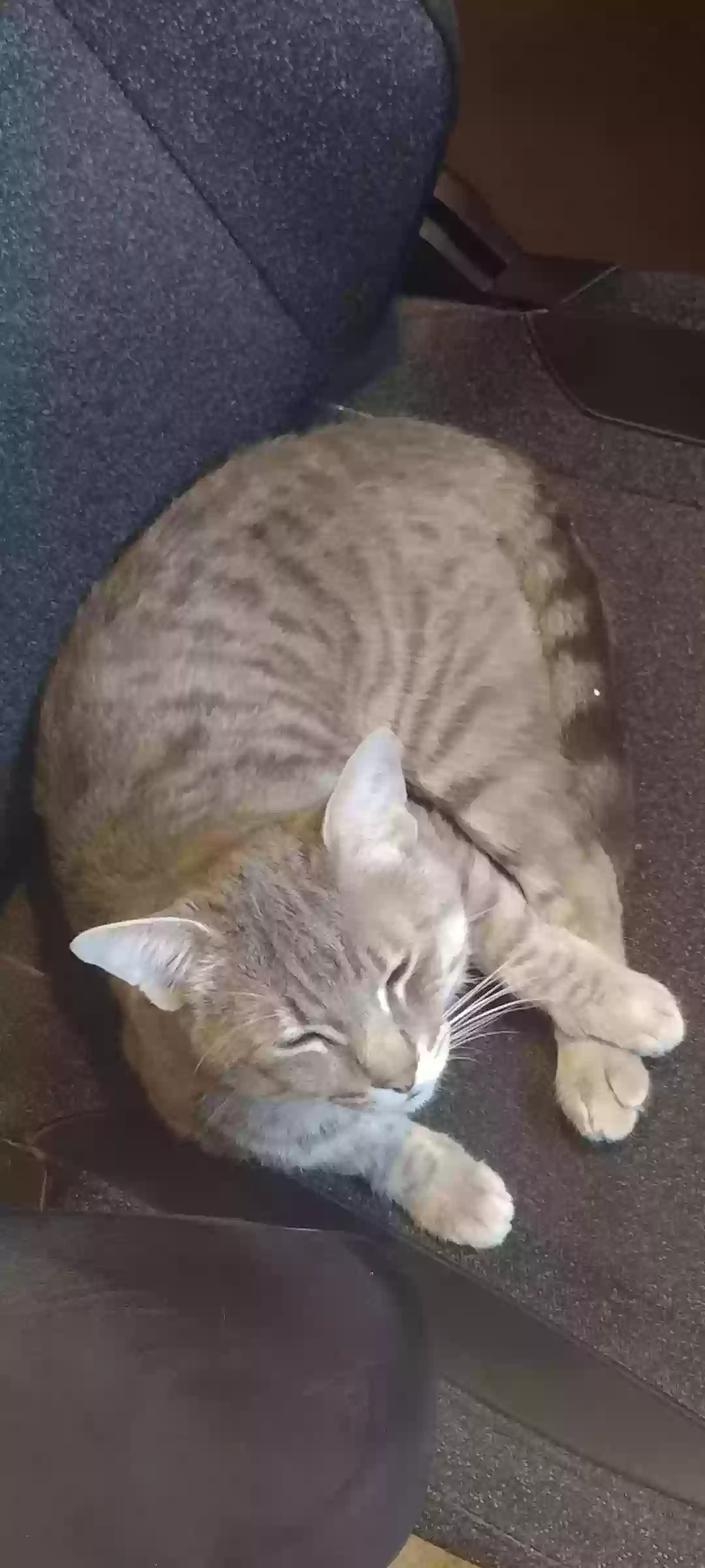 Lost cat in North Little Rock, AR, 72116