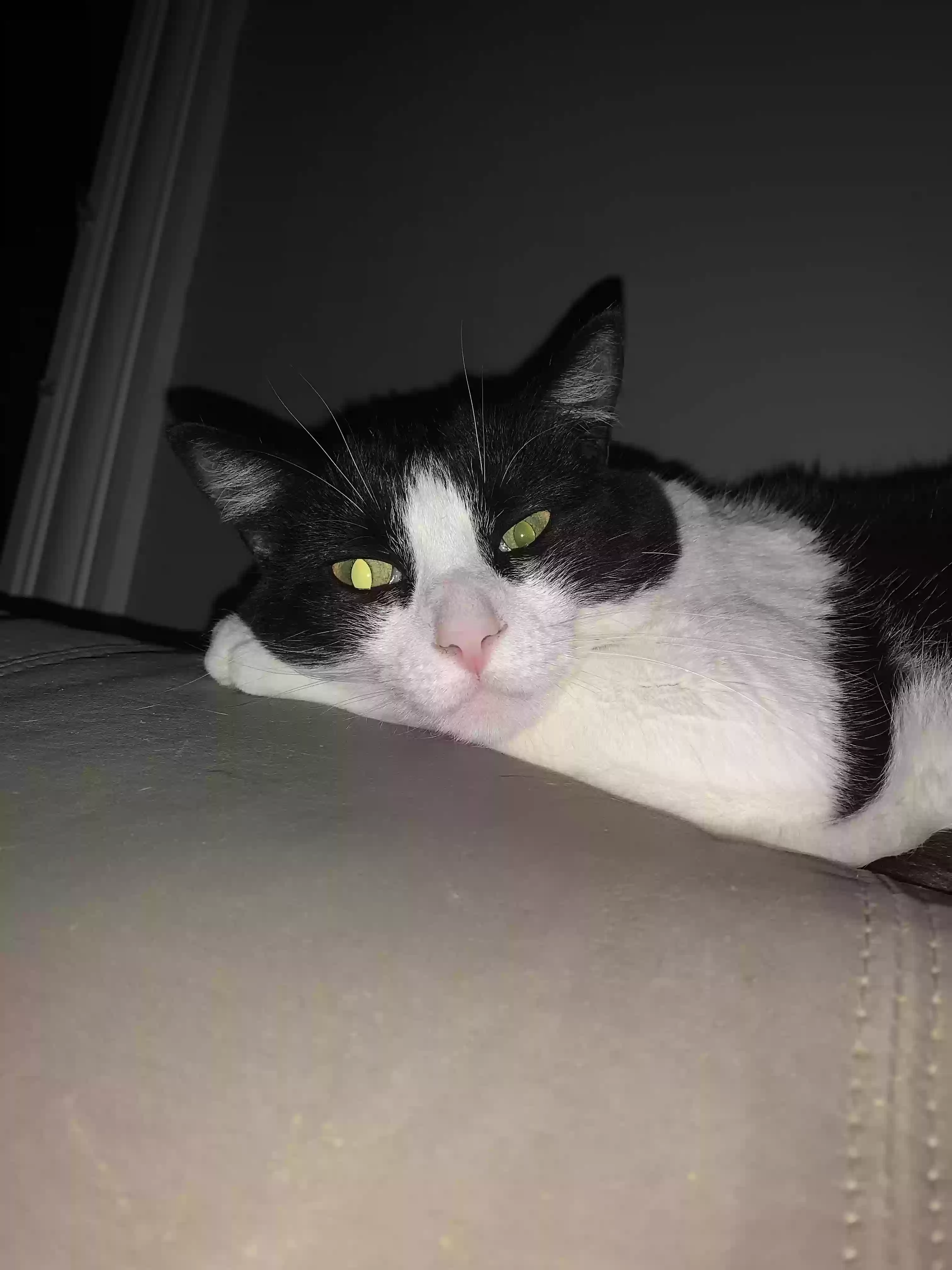 Lost cat in San Pablo, CA, 94806