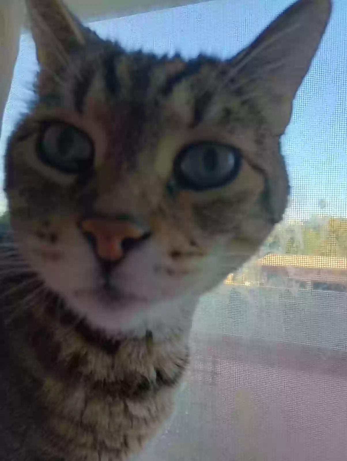 Lost cat in San Pablo, CA, 94806