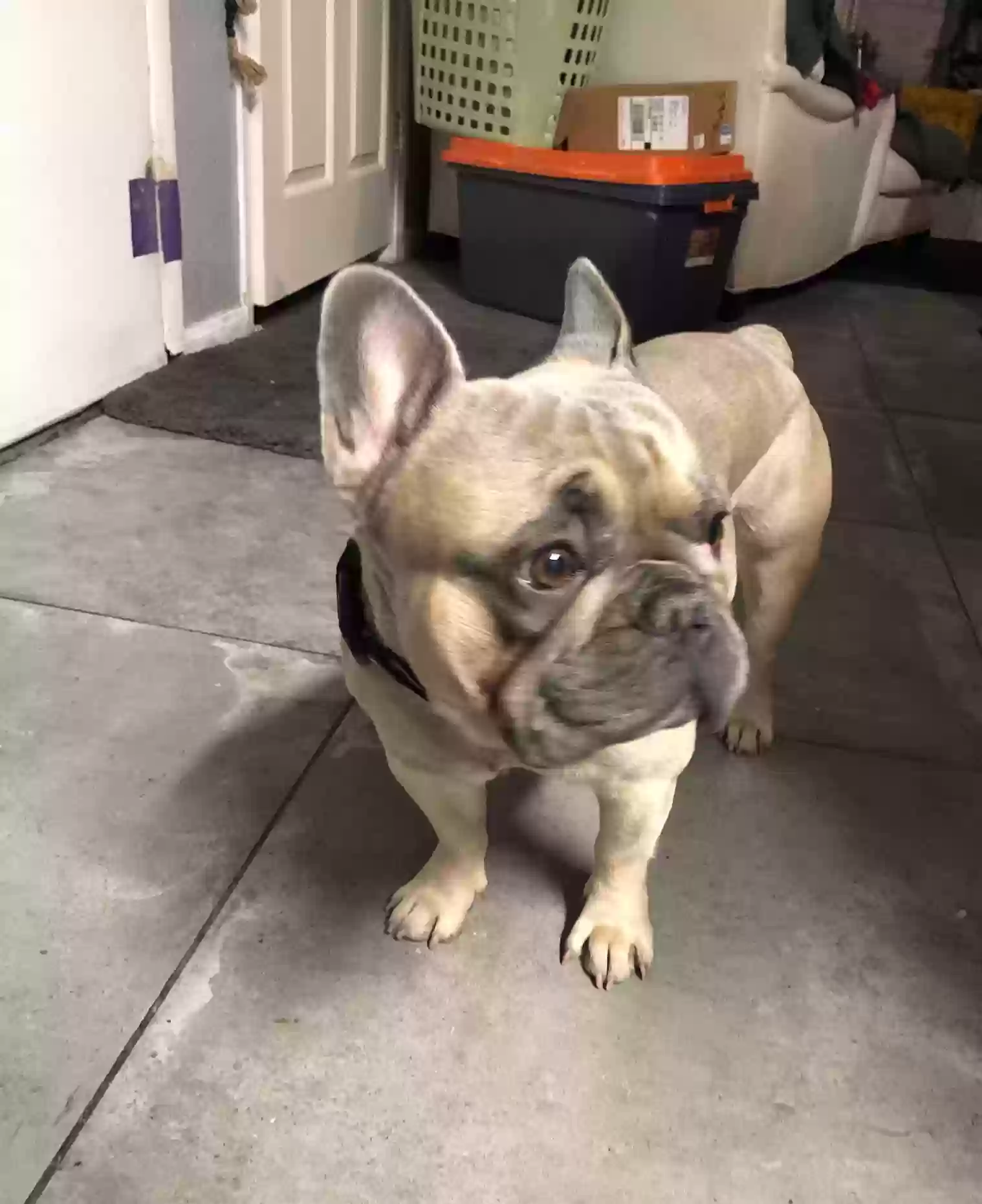 Lost dog in Las Vegas, NV, 89121
