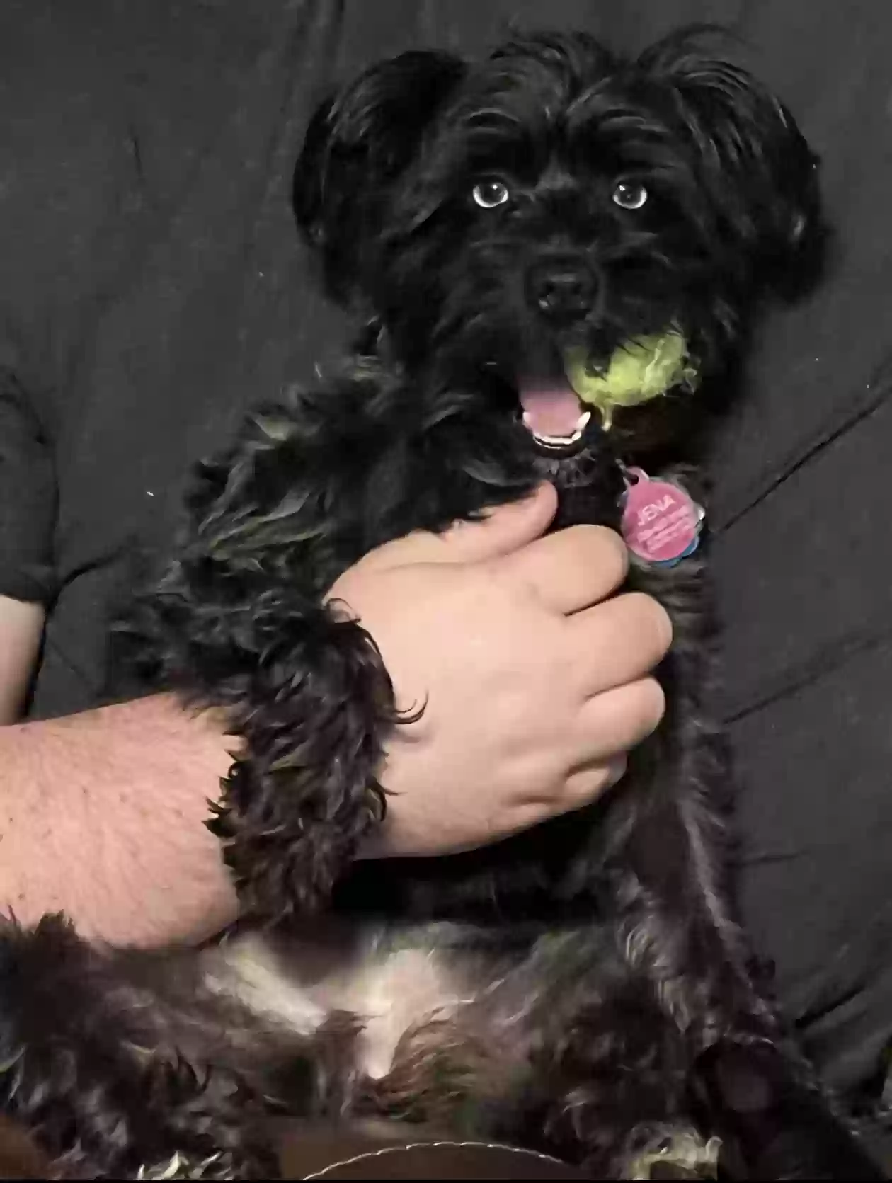 Lost dog in Decatur, AL, 35601