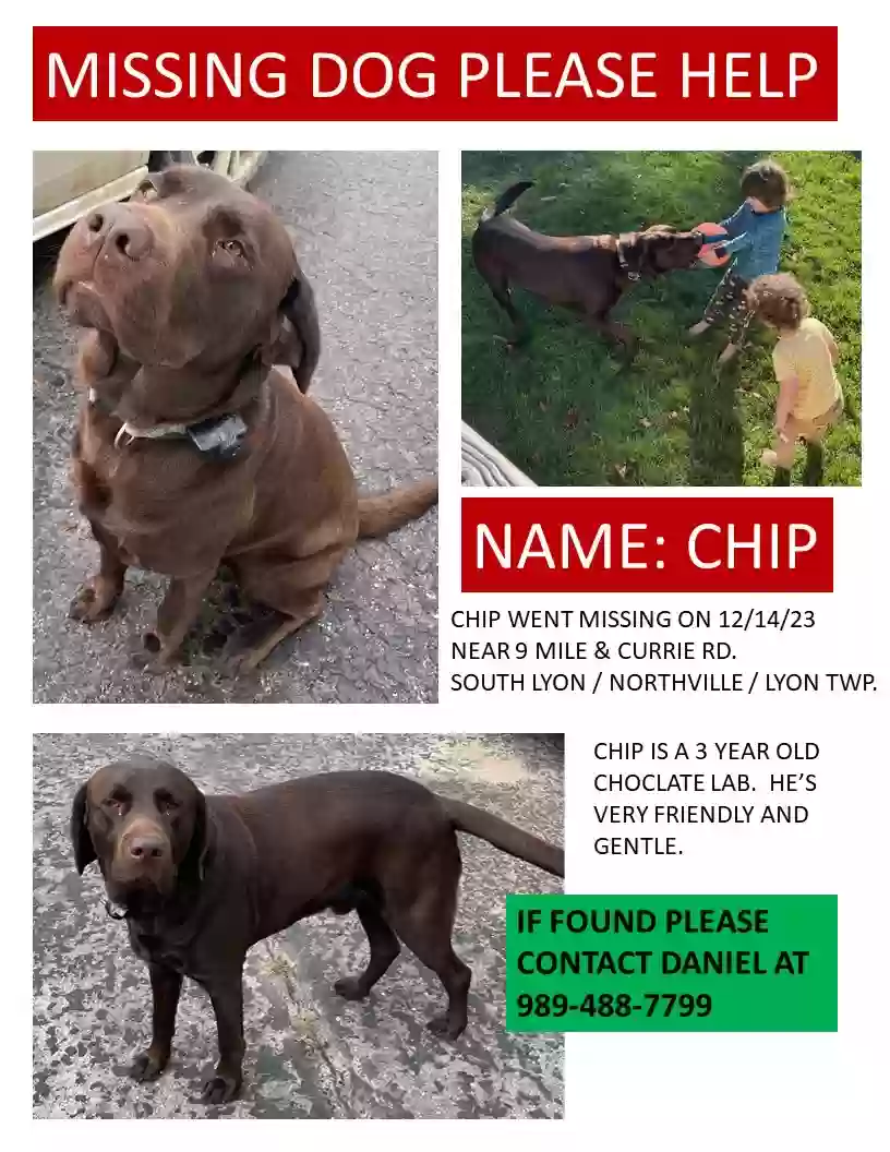 Lost dog in Northville, MI, 48167