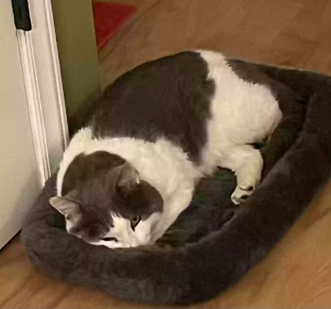 Lost cat in Unknown, NC, 27032