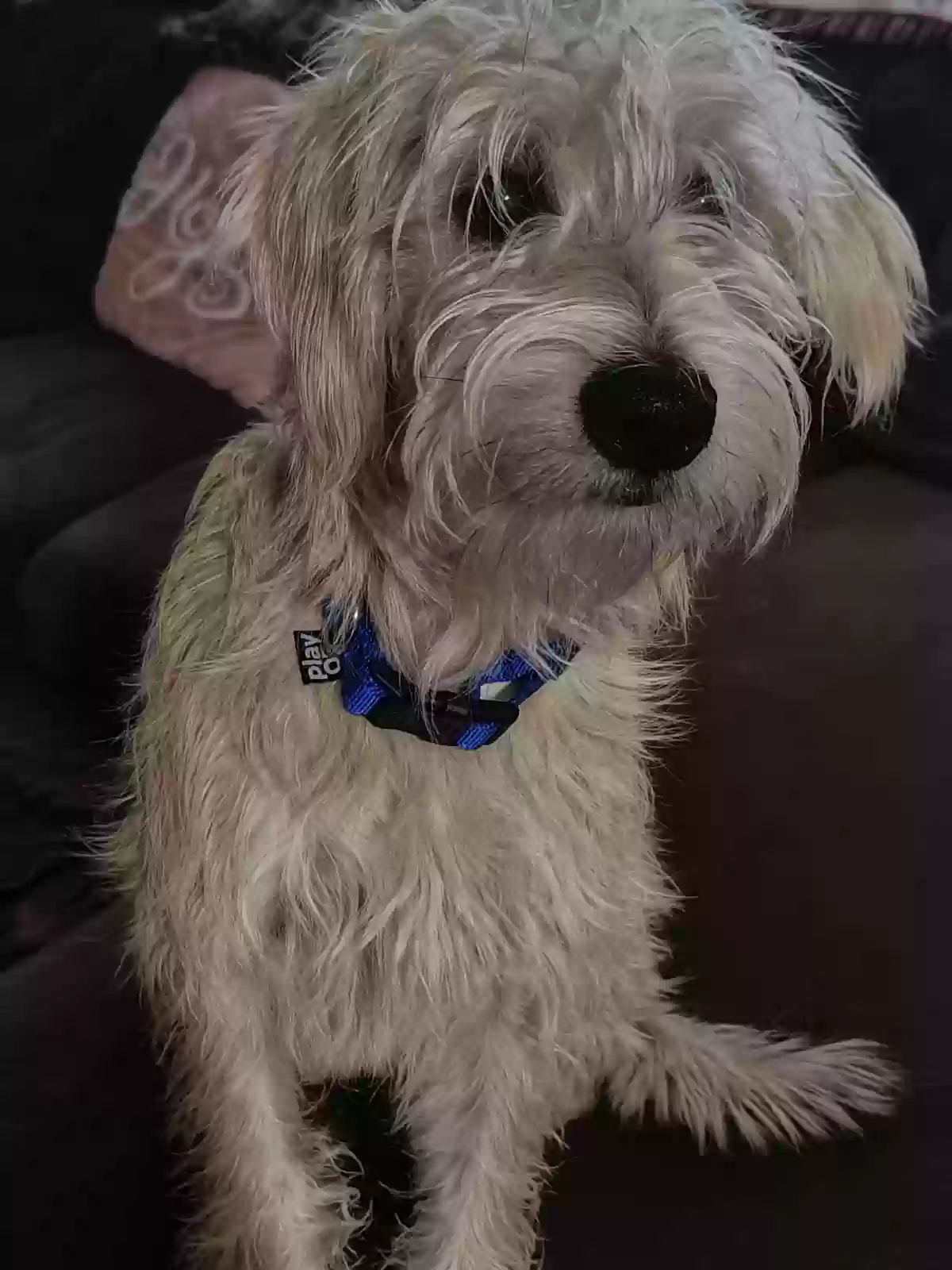 Lost dog in Allen, TX, 75002