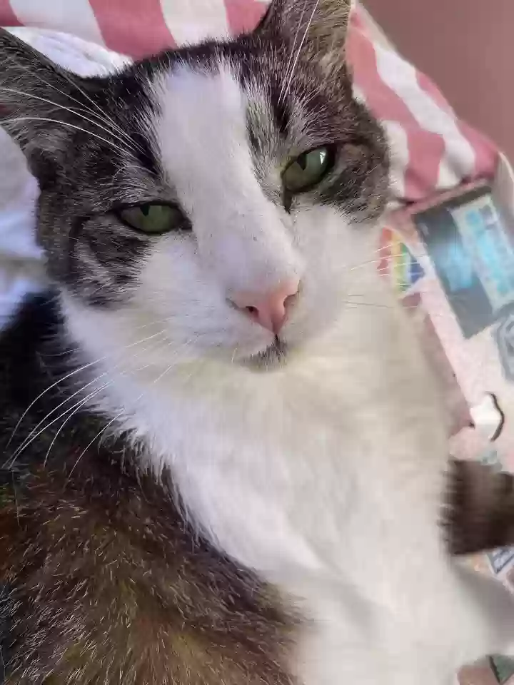 Lost cat in Westport, MA, 2790