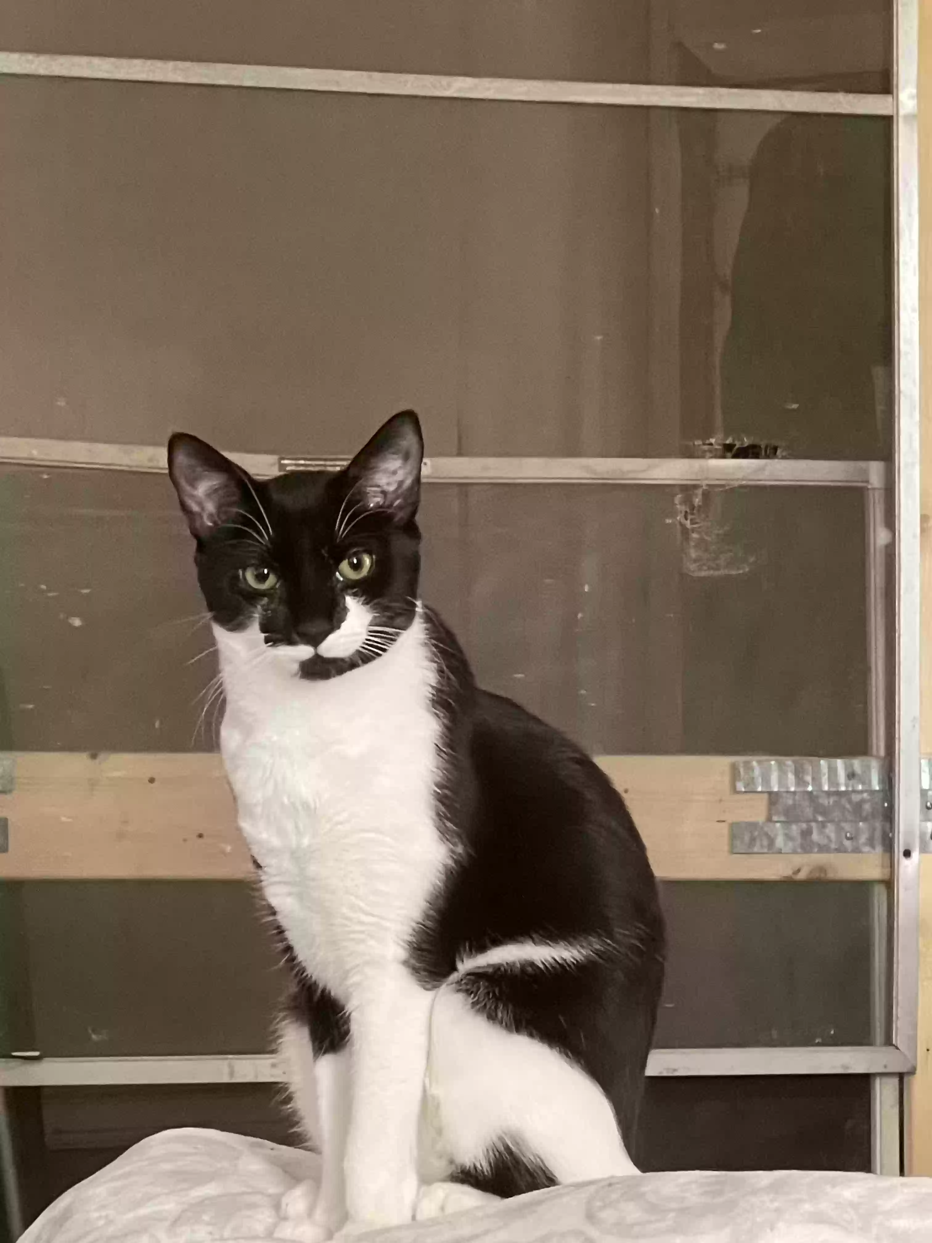 Lost cat in Buford, GA, 30518