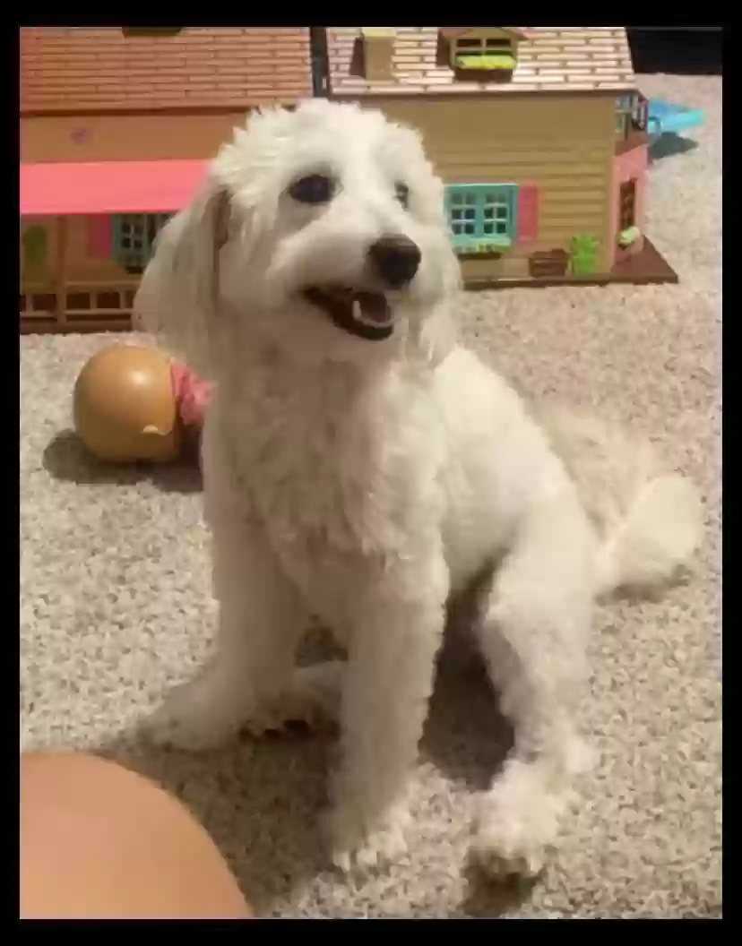 Lost dog in Bacliff, TX, 77518