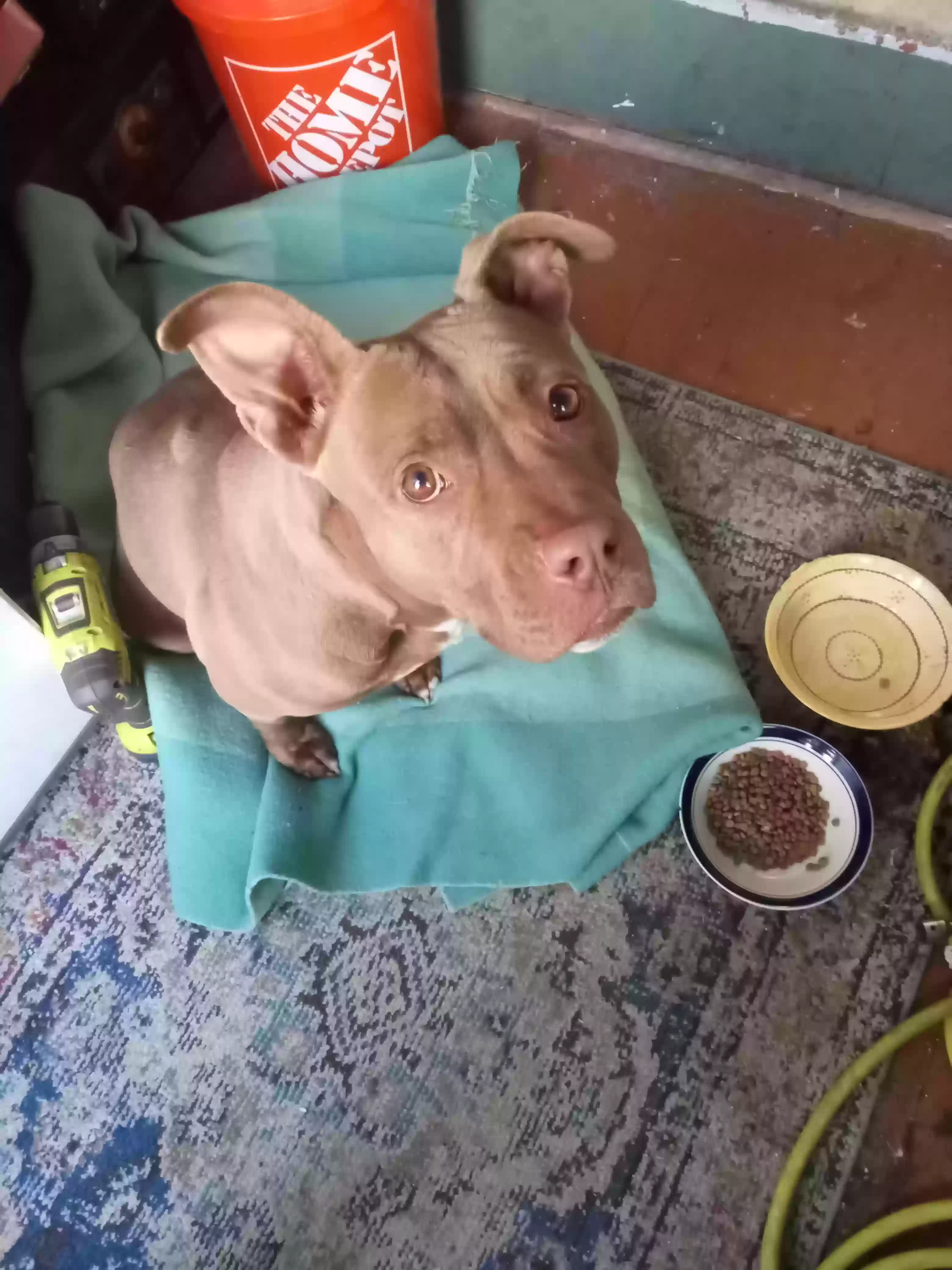 Found dog in Trenton, NJ, 8611