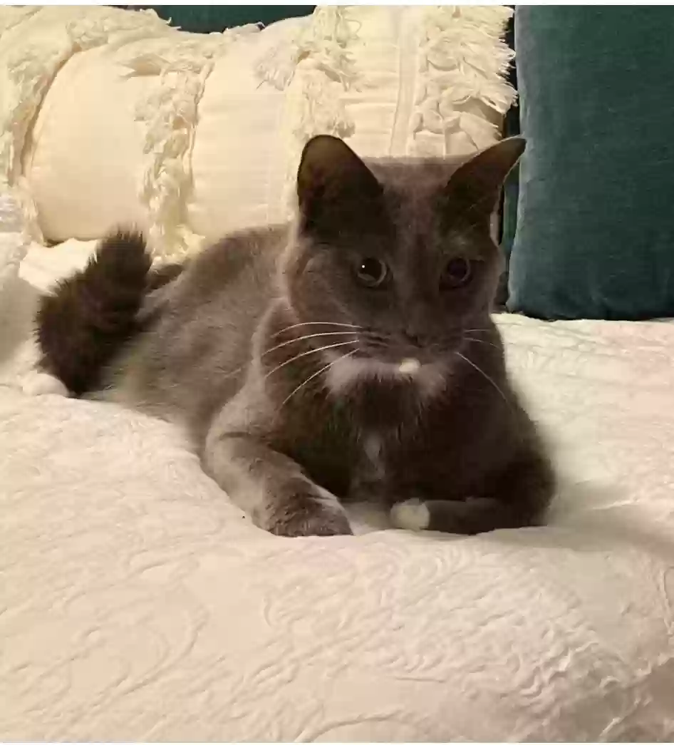 Lost cat in Atlanta, GA, 30319