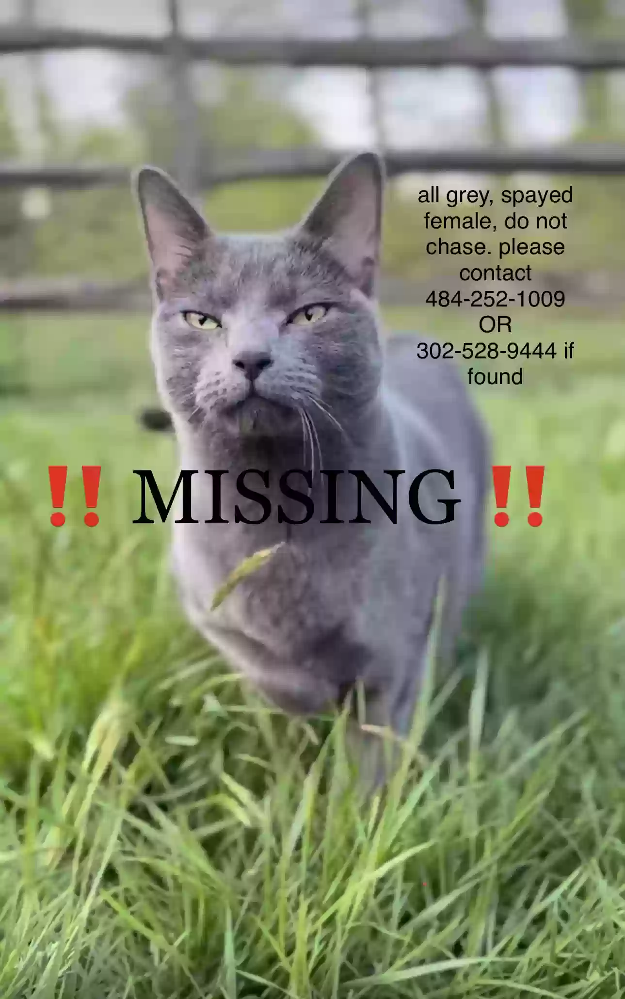 Lost cat in Coatesville, PA, 19320
