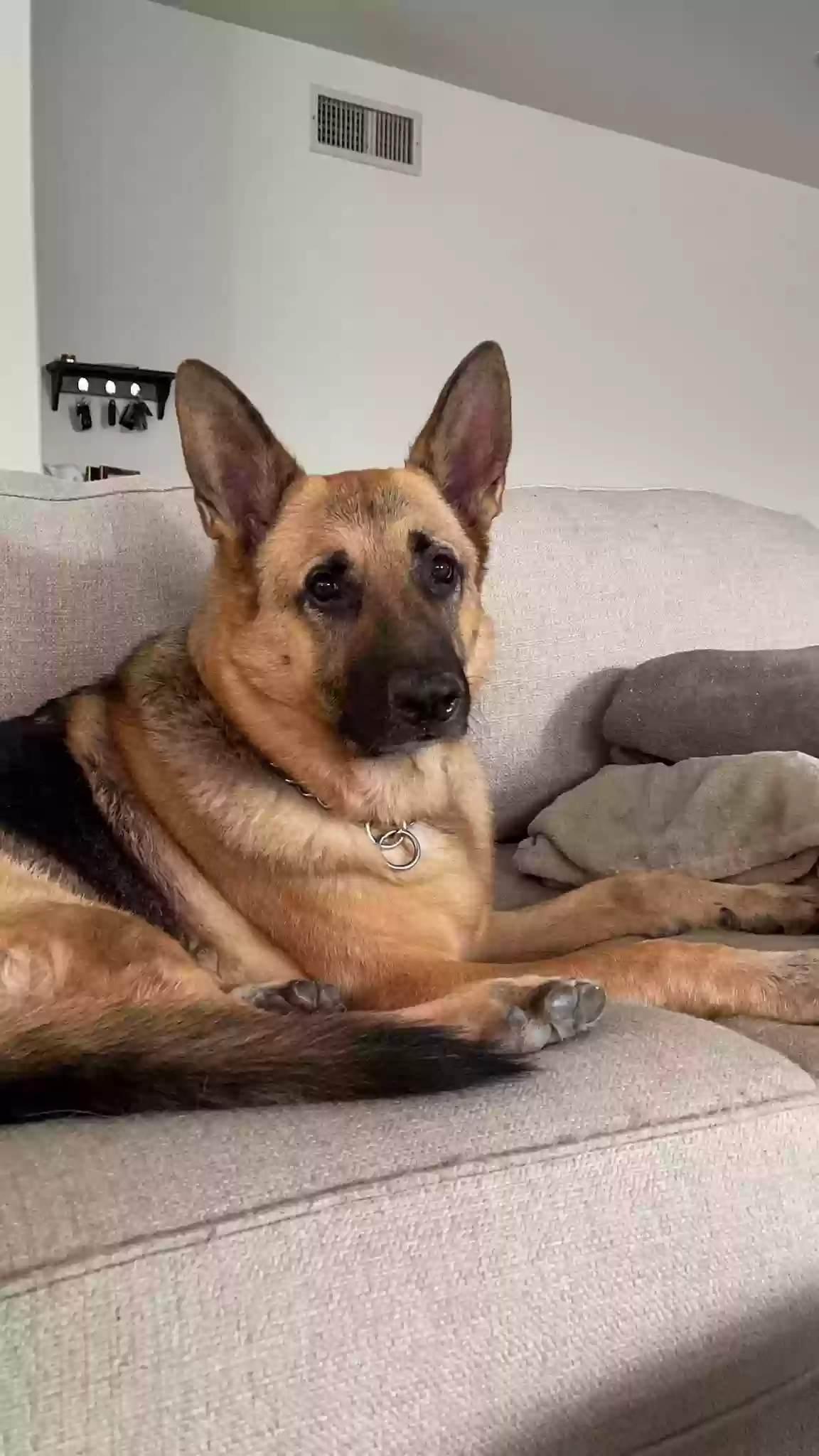 Lost dog in Tarzana, CA, 91356