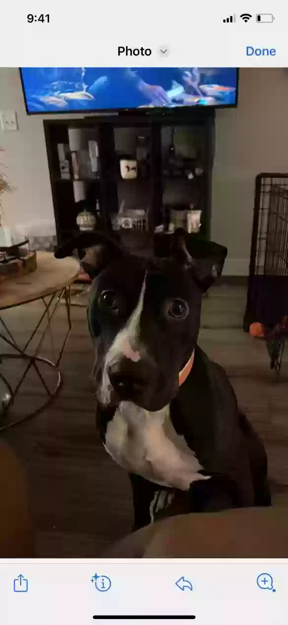 Lost dog in Charlotte, NC, 28277