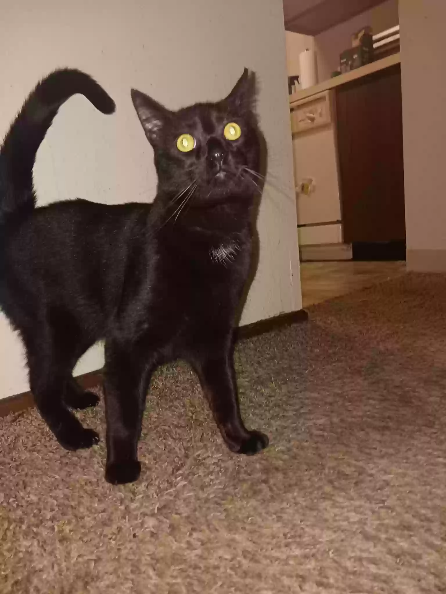 Lost cat in Portland, OR, 97239