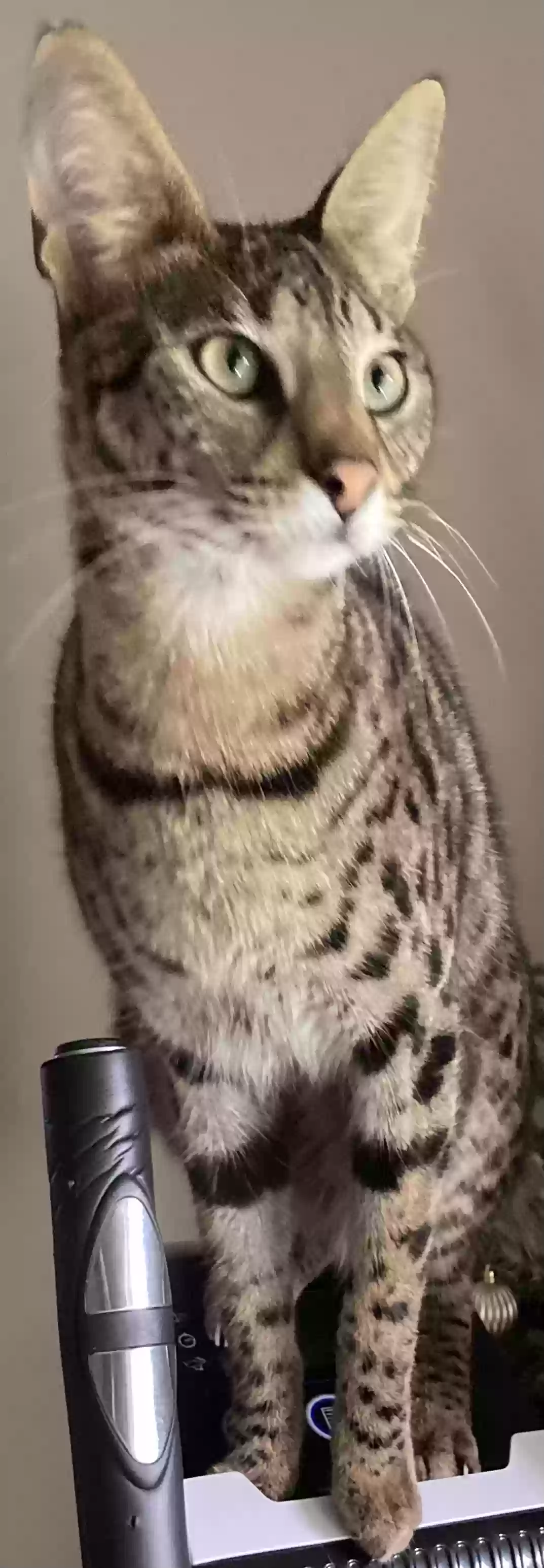 Lost cat in Port Saint Lucie, FL, 34983