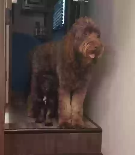 Lost dog in Seminary, MS, 39479